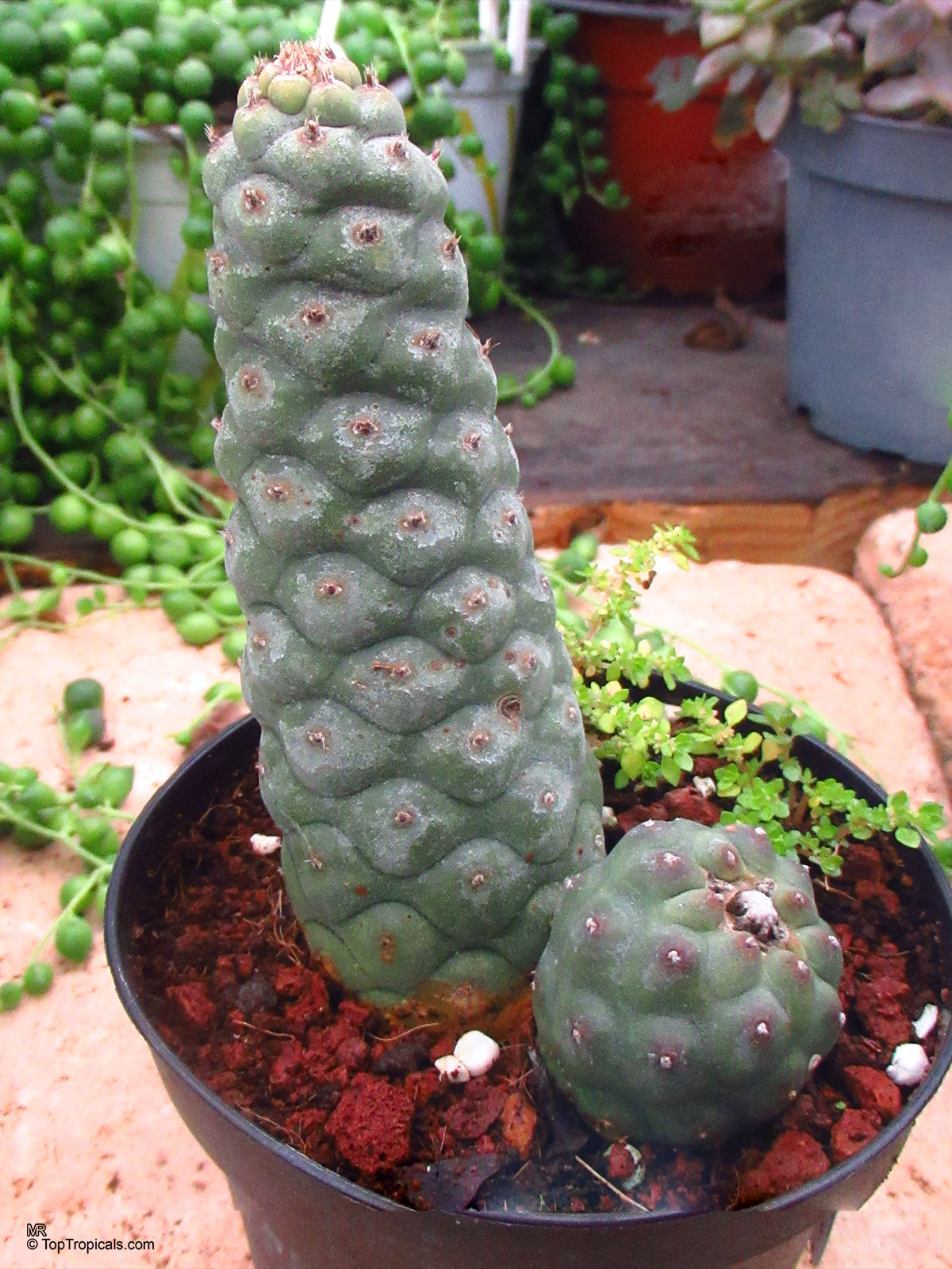 Tephrocactus articulatus, Paper Spine Cactus Tephrocactus articulatus, Paper Spine Cactus