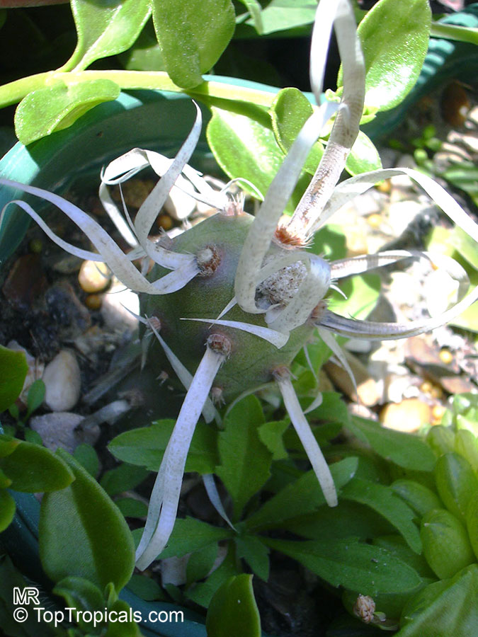 Tephrocactus articulatus, Paper Spine Cactus