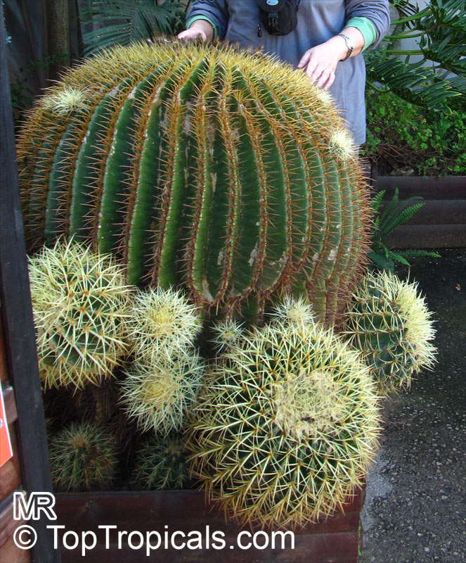 Echinocactus grusonii, Golden Barrel Cactus
