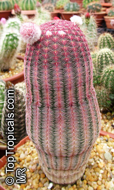 Echinocereus rigidissimus, Cereus pectinatus var. rigidissimus, Echinocereus pectinatus var. rigidissimus, Arizona Rainbow Hedgehog Cactus, Cabeza de Viejo