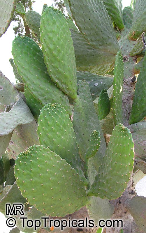 Opuntia sp., Prickly Pear