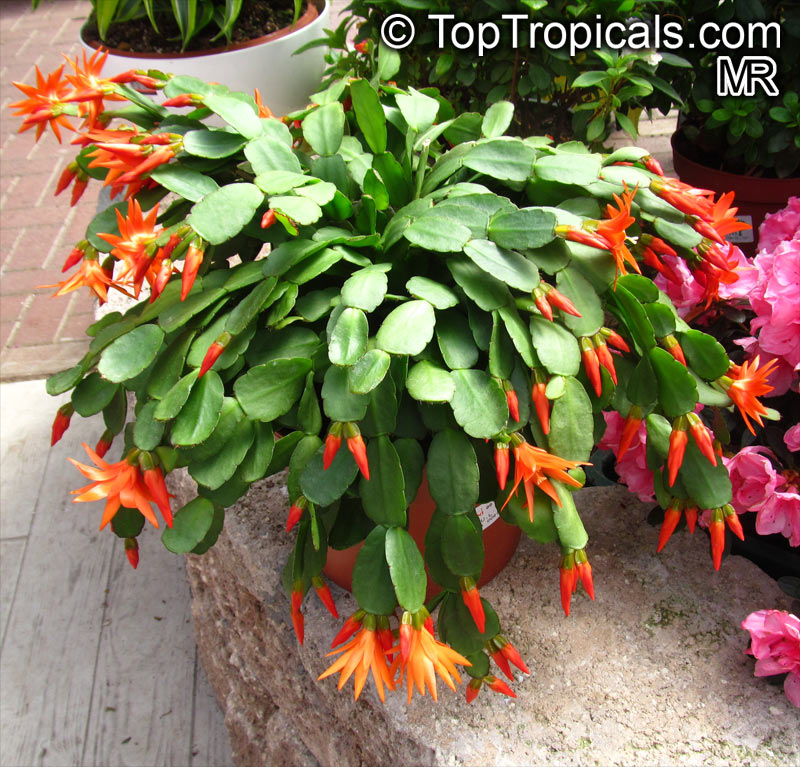 Spring Cactus Easter Cactus Rhipsalidopsis Gaertneri Live Plant 6'' Po