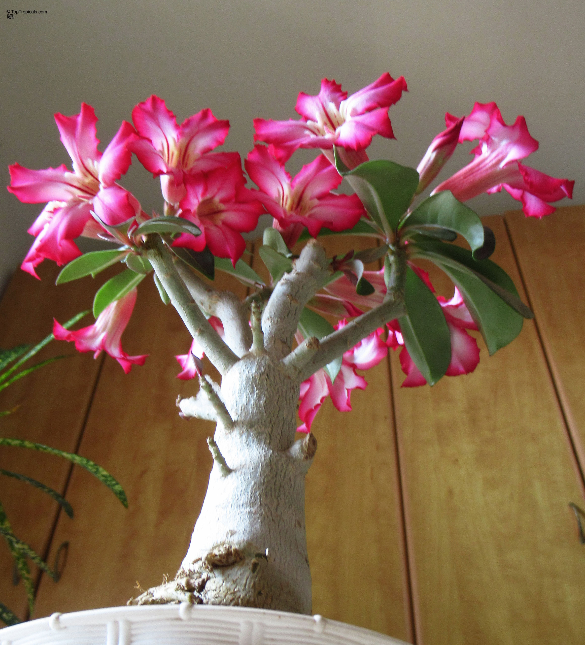 Adenium sp. (Desert Rose) pink flower cluster on a thick grey trunk in a pot. Adenium sp. (Desert Rose) pink flower close up on a thick grey trunk plant.
