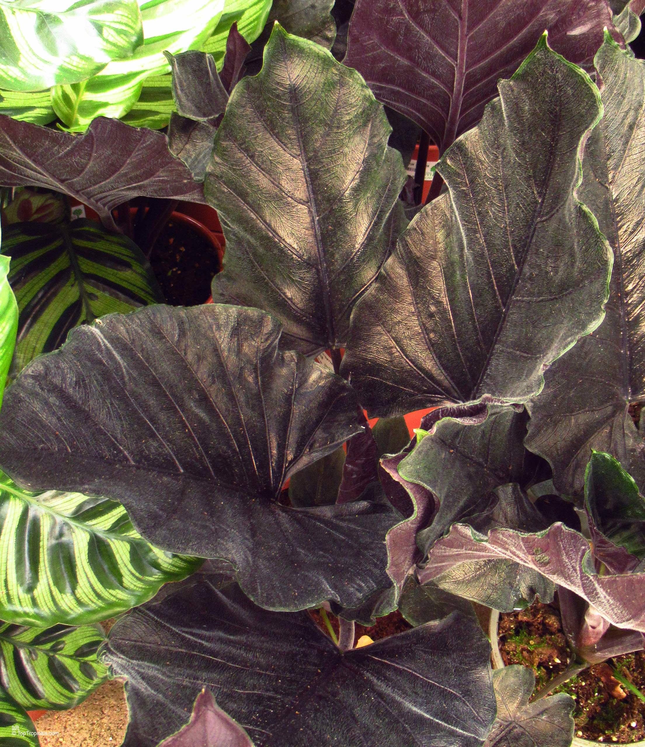 Alocasia 'Antoro Velvet' leaves showing deep purple tones and prominent veins on the foliage surface. Alocasia 'Antoro Velvet' dark purple leaves in a close up of the lush plant
