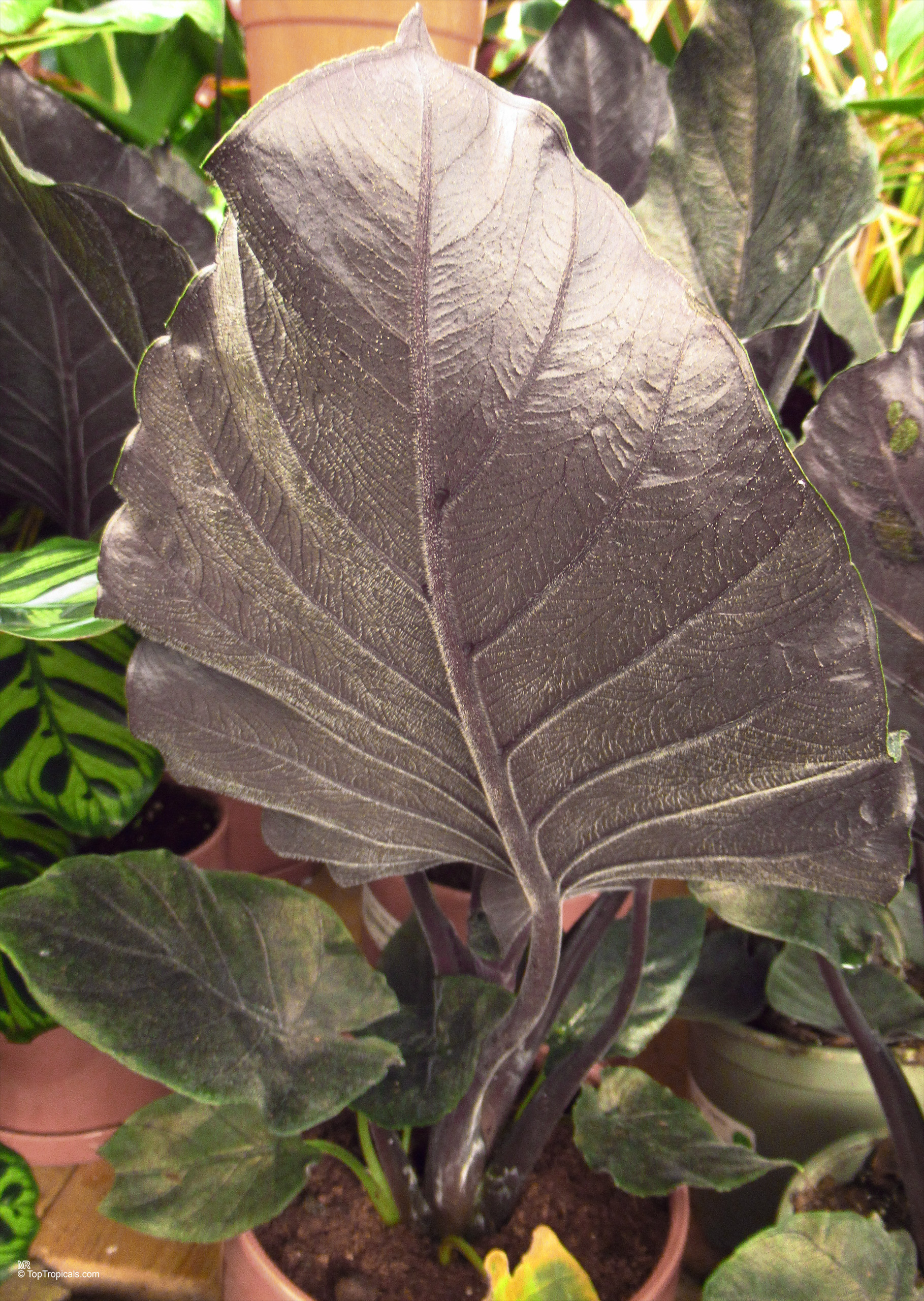 Alocasia 'Antoro Velvet' with large dark purple heart shaped leaves in a brown plastic pot. Alocasia 'Antoro Velvet' dark purple leaves close up on the surface of the plant.