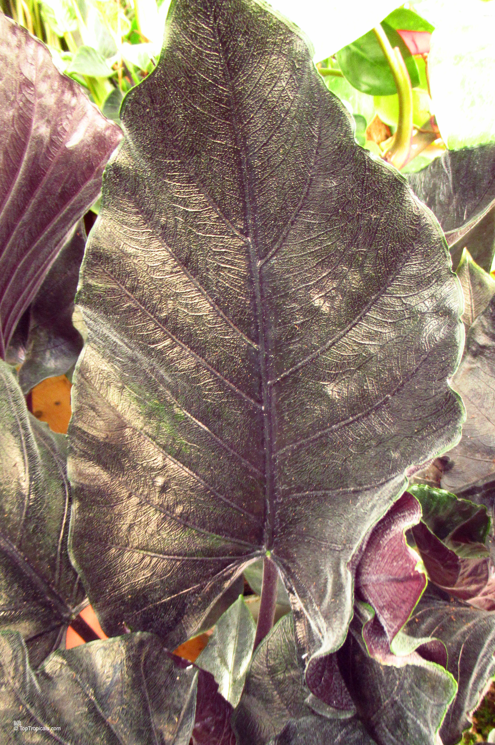 Alocasia 'Antoro Velvet' leaves show thick dark purple color with deep veins. Alocasia 'Antoro Velvet' dark purple leaves in a close up of the plant.