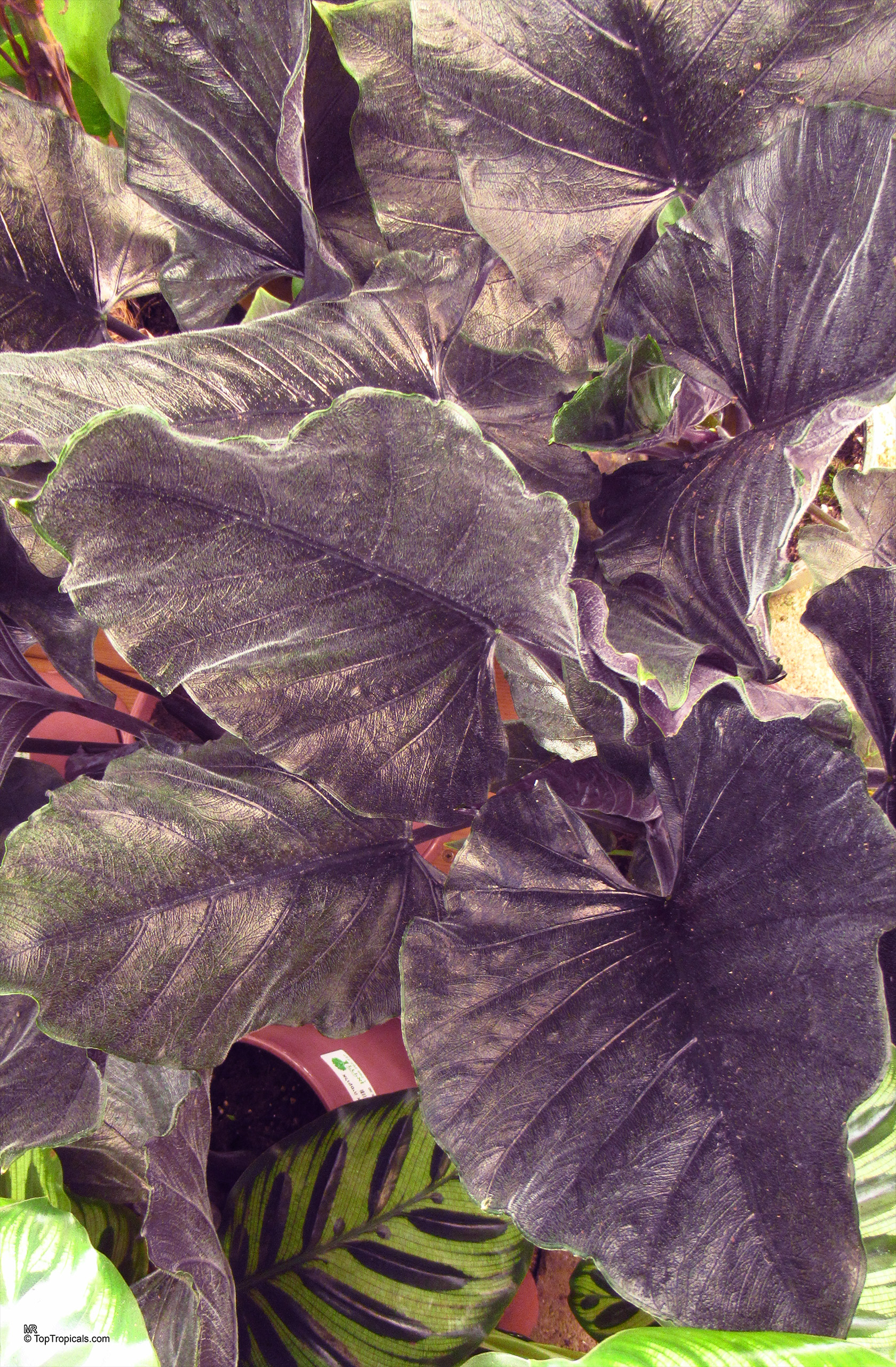Alocasia 'Antoro Velvet' has large dark purple leaves with prominent veins and wavy edges. Alocasia 'Antoro Velvet' dark purple leaves in a container with a textured surface close up