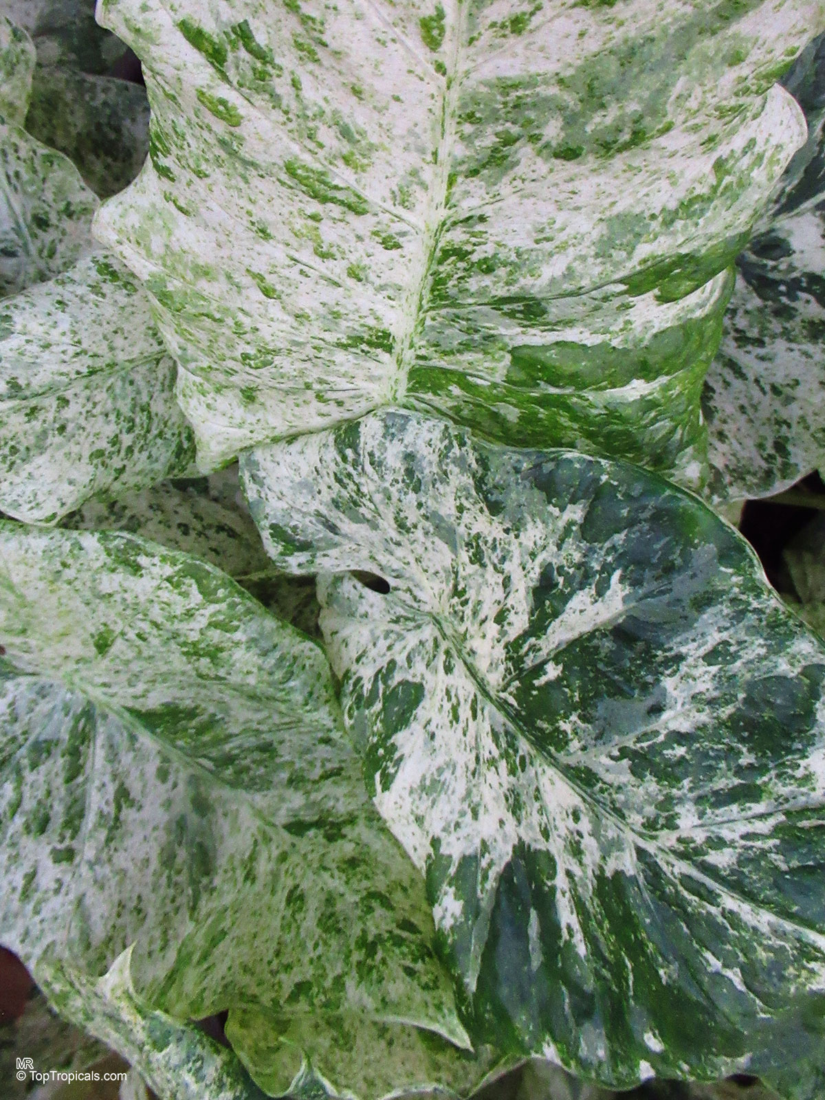 Alocasia odora, Giant Upright Elephant Ear. Alocasia odora 'Batik' Alocasia odora, Giant Upright Elephant Ear. Alocasia odora 'Batik'