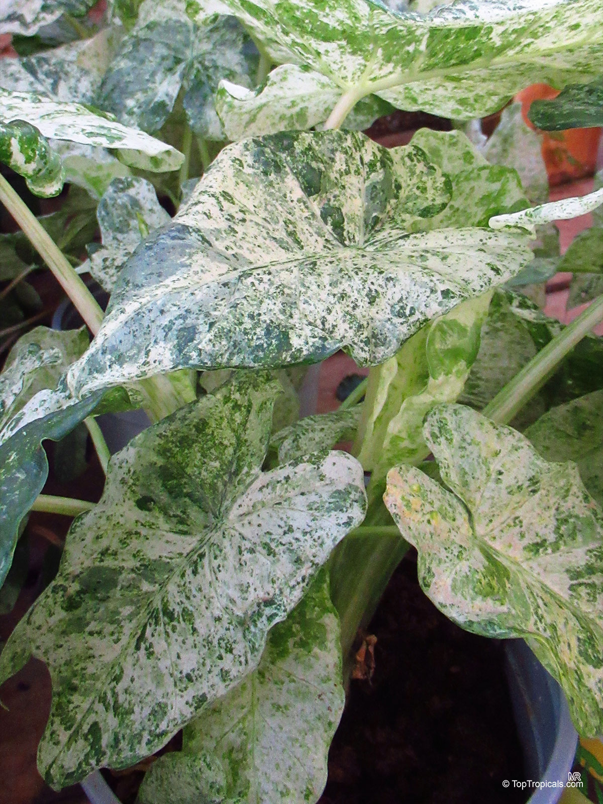 Alocasia odora, Giant Upright Elephant Ear. Alocasia odora 'Batik' Alocasia odora, Giant Upright Elephant Ear. Alocasia odora 'Batik'