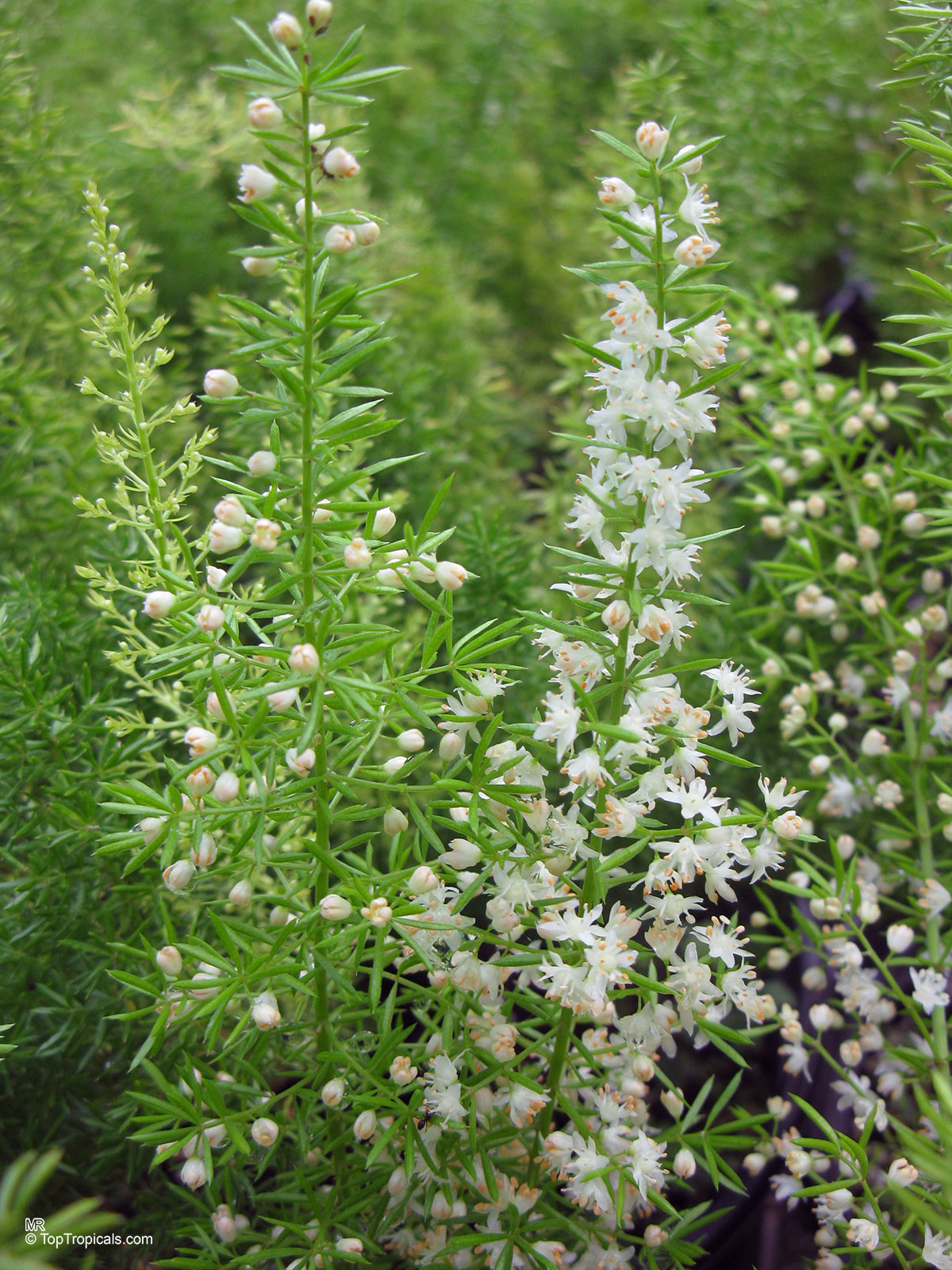 Asparagus densiflorus, Protasparagus densiflorus, Fox Tail, Foxtail Fern, Emerald Asparagus Fern Asparagus densiflorus, Protasparagus densiflorus, Fox Tail, Foxtail Fern, Emerald Asparagus Fern