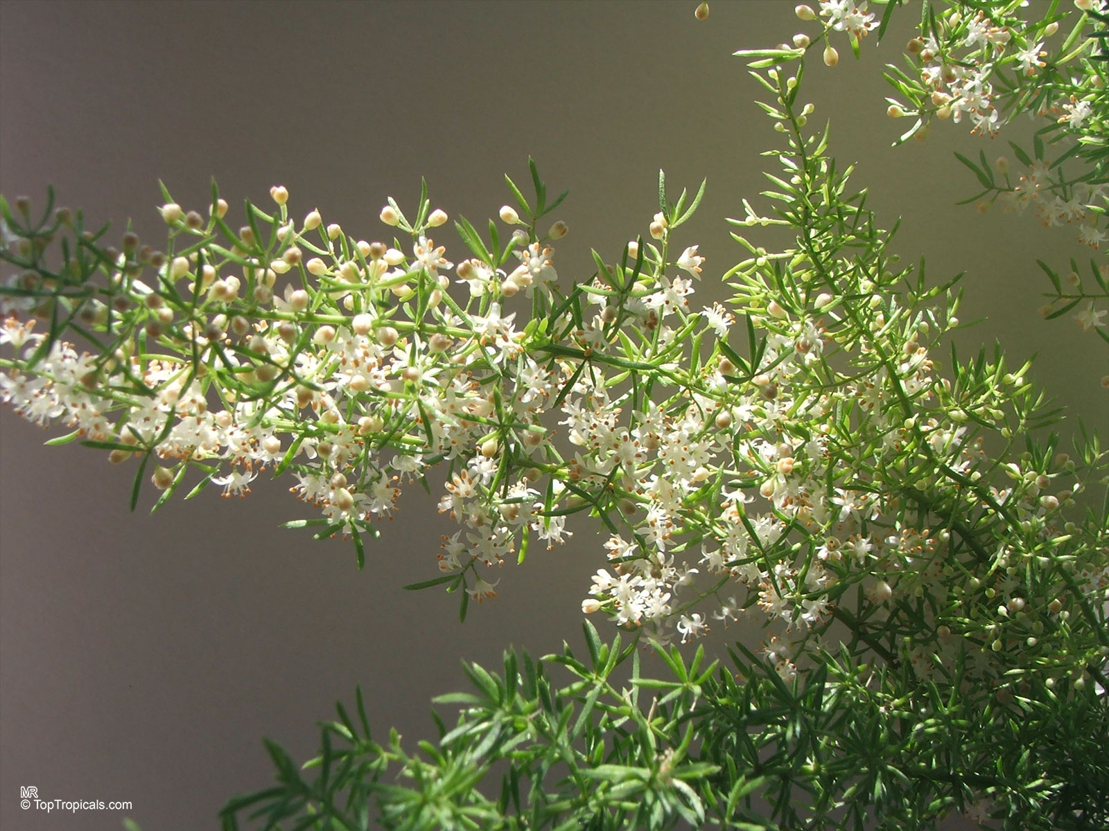 Asparagus densiflorus, Protasparagus densiflorus, Fox Tail, Foxtail Fern, Emerald Asparagus Fern Asparagus densiflorus, Protasparagus densiflorus, Fox Tail, Foxtail Fern, Emerald Asparagus Fern