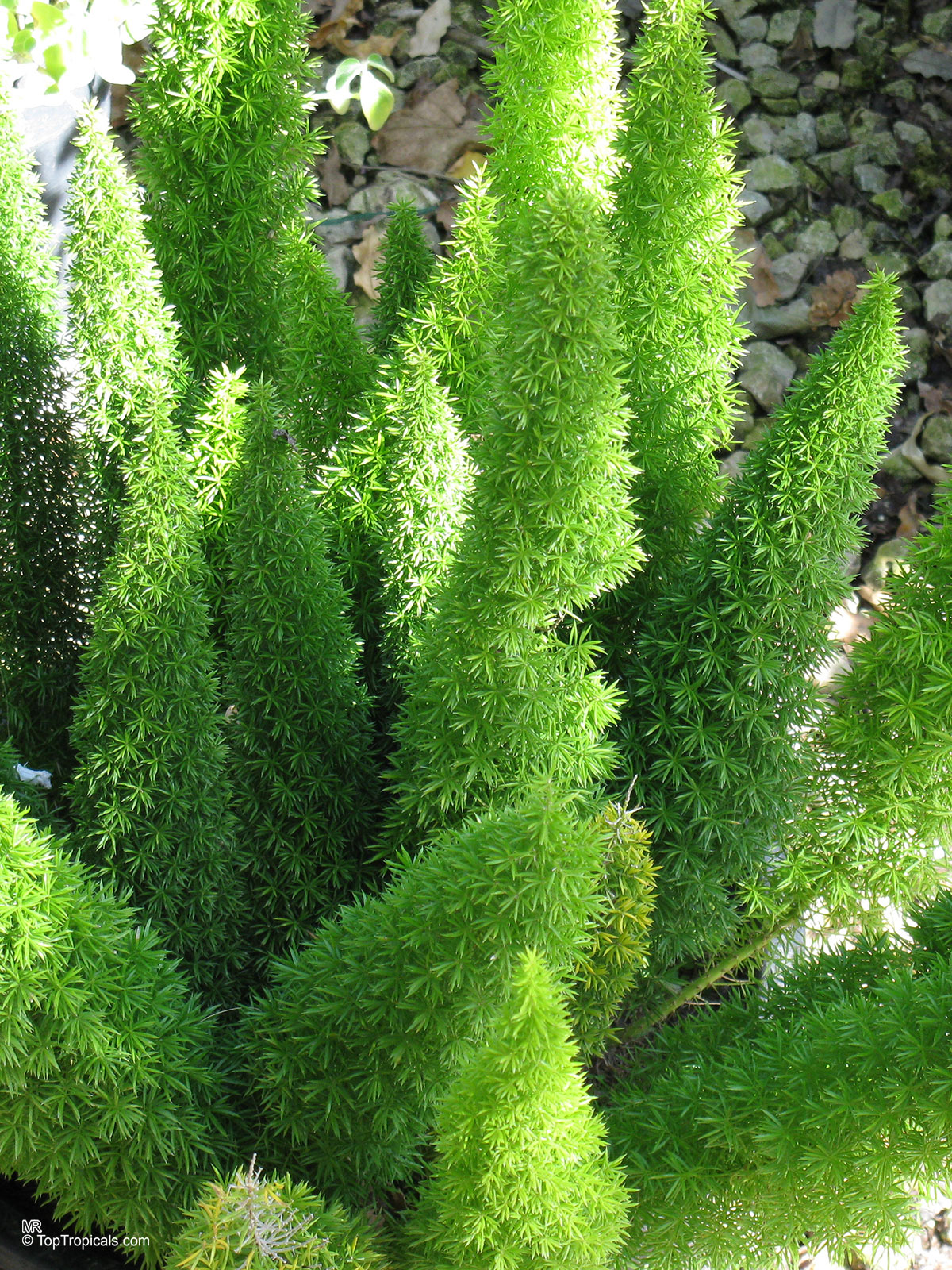 Asparagus densiflorus Myersii - Fox Tail, Emerald Asparagus Fern Asparagus densiflorus Myersii - Fox Tail, Emerald Asparagus Fern