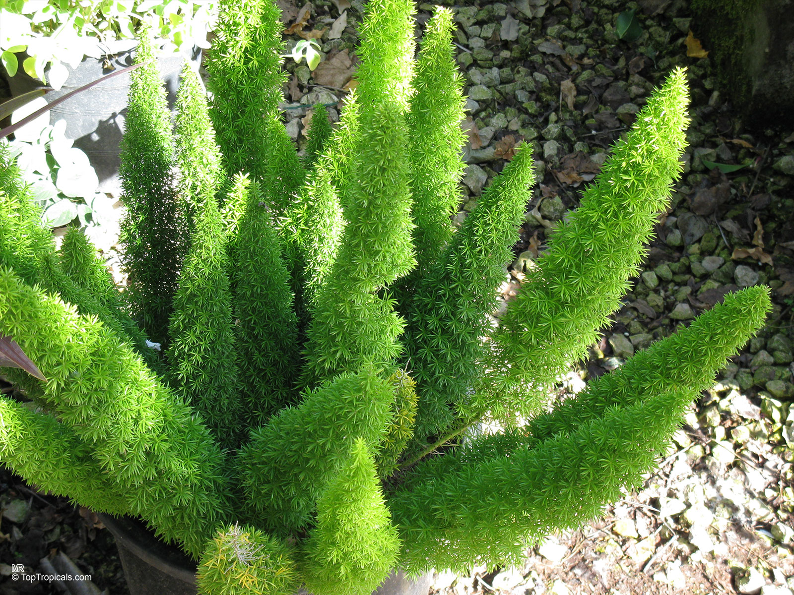 Asparagus densiflorus, Protasparagus densiflorus, Fox Tail, Foxtail Fern, Emerald Asparagus Fern. Asparagus densiflorus 'Myersii' Asparagus densiflorus, Protasparagus densiflorus, Fox Tail, Foxtail Fern, Emerald Asparagus Fern. Asparagus densiflorus 'Myersii'