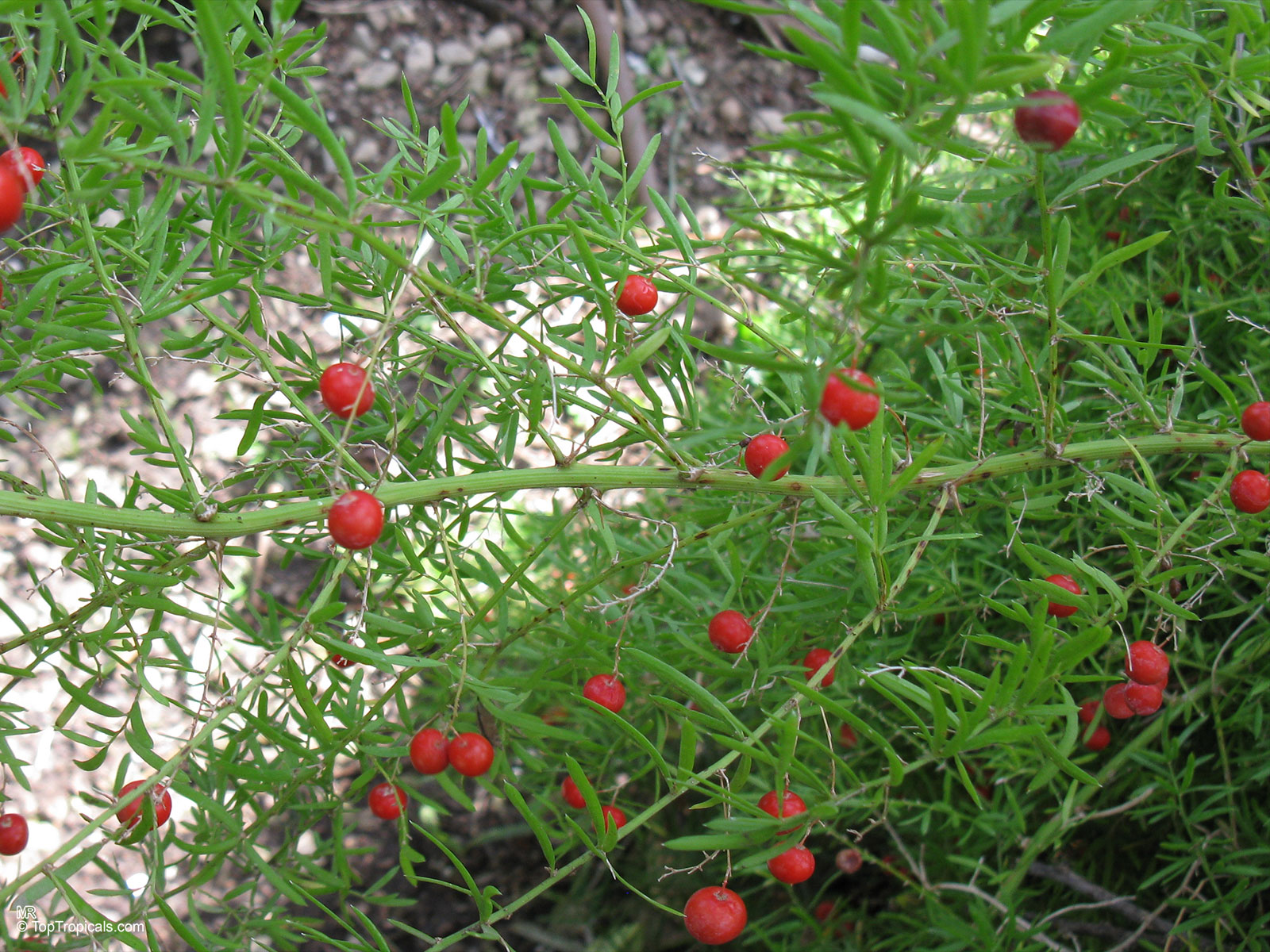 Asparagus densiflorus, Protasparagus densiflorus, Fox Tail, Foxtail Fern, Emerald Asparagus Fern Asparagus densiflorus, Protasparagus densiflorus, Fox Tail, Foxtail Fern, Emerald Asparagus Fern