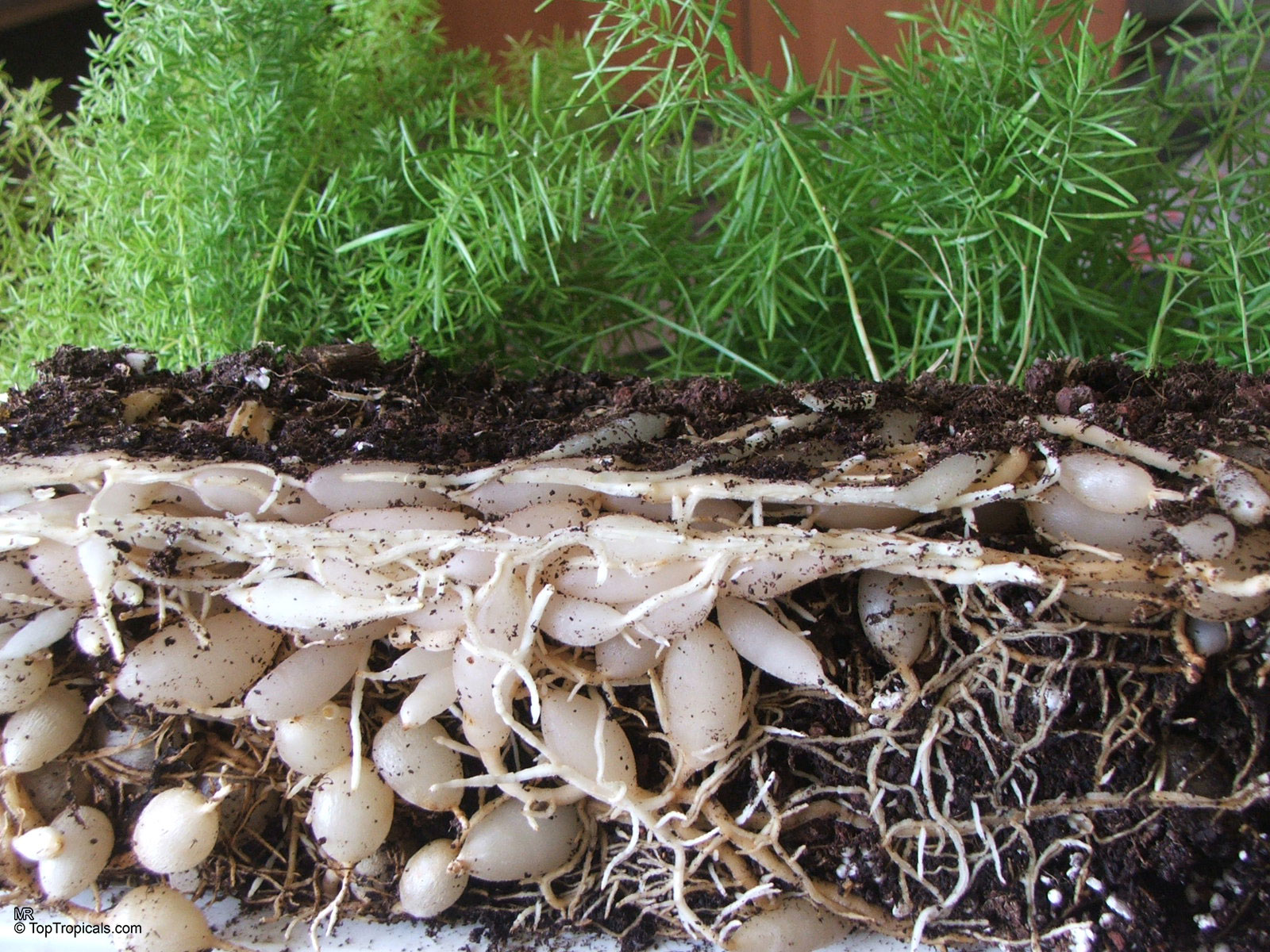 Asparagus densiflorus, Protasparagus densiflorus, Fox Tail, Foxtail Fern, Emerald Asparagus Fern. Asparagus densiflorus rhizomes, roots, and tubers Asparagus densiflorus, Protasparagus densiflorus, Fox Tail, Foxtail Fern, Emerald Asparagus Fern. Asparagus densiflorus rhizomes, roots, and tubers