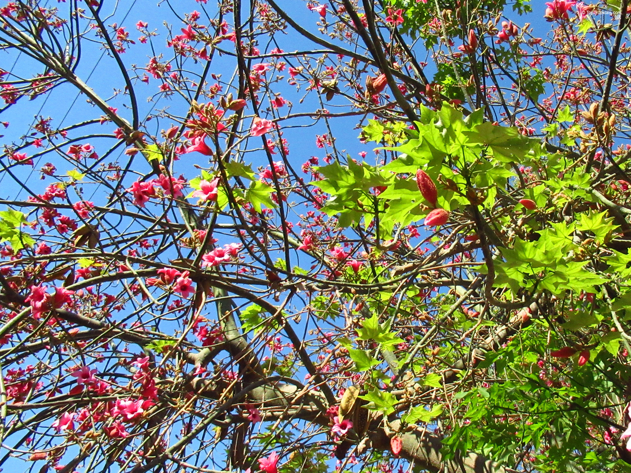 Brachychiton discolor (Lacebark Kurrajong) pink flower clusters and green maple-like leaves on branches Brachychiton discolor (Lacebark Kurrajong) pink flower and green leaves on tree branch