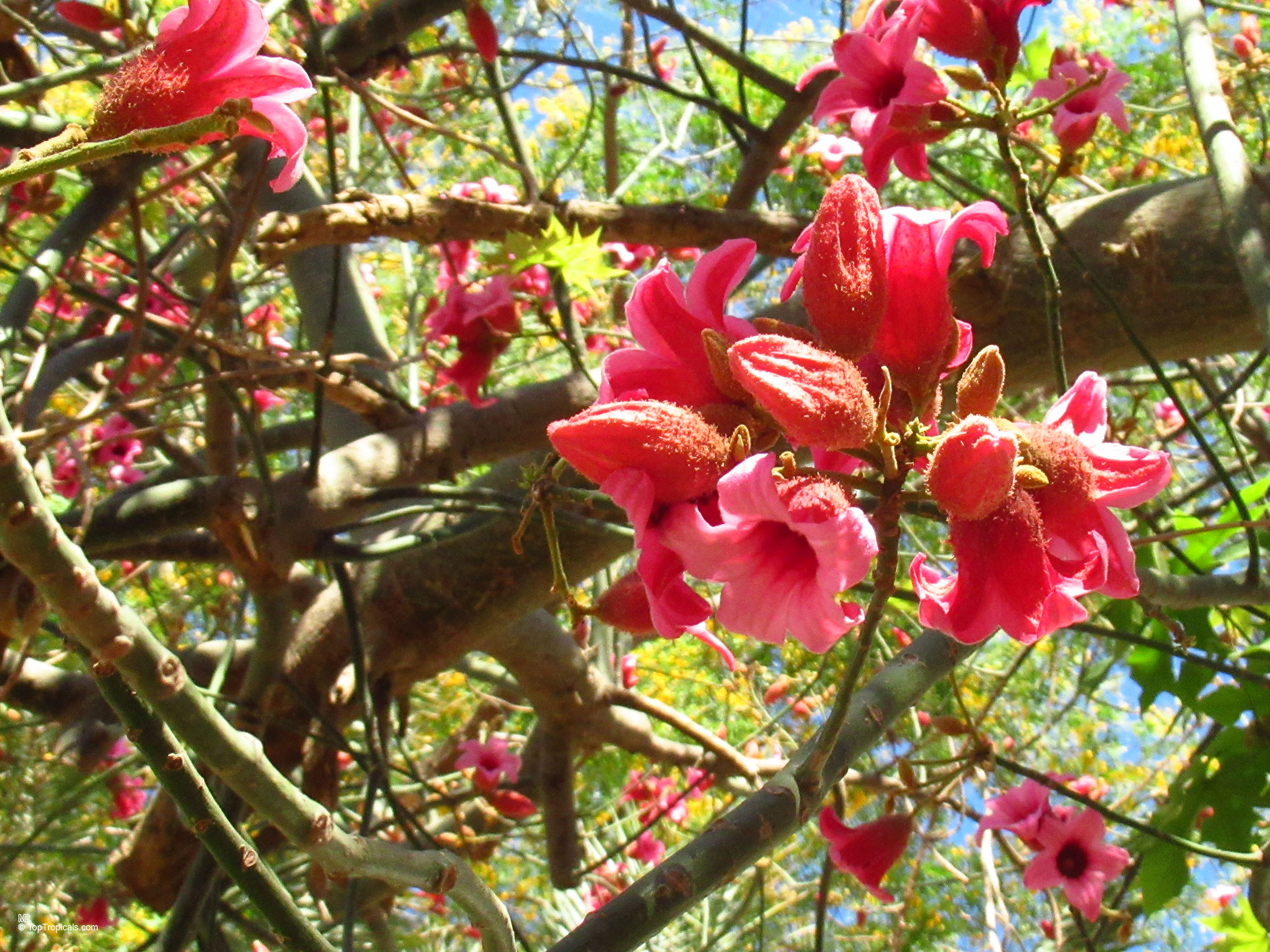 Brachychiton discolor (Lacebark Kurrajong) flower clusters attached to thick brown tree branches. Brachychiton discolor (Lacebark Kurrajong) with pink flower clusters on a tree branch.