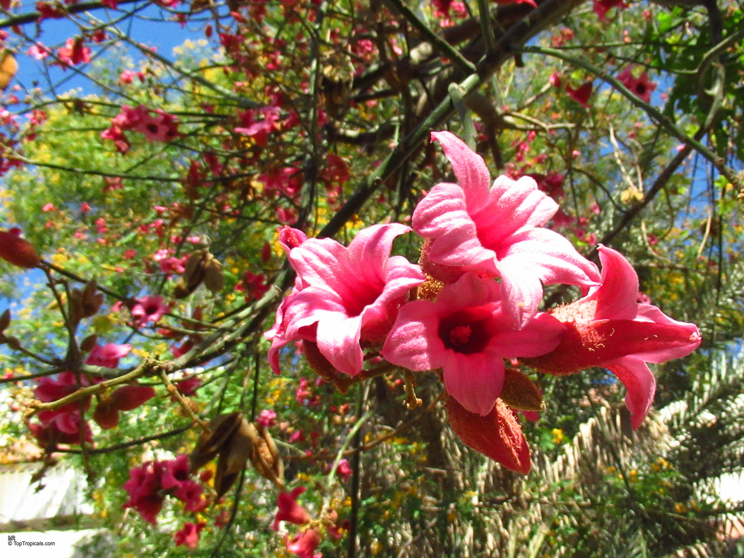Brachychiton discolor (Lacebark Kurrajong) pink flower clusters hanging from thin wooden branches under blue sky Brachychiton discolor (Lacebark Kurrajong) pink flower close up on branches with green foliage behind