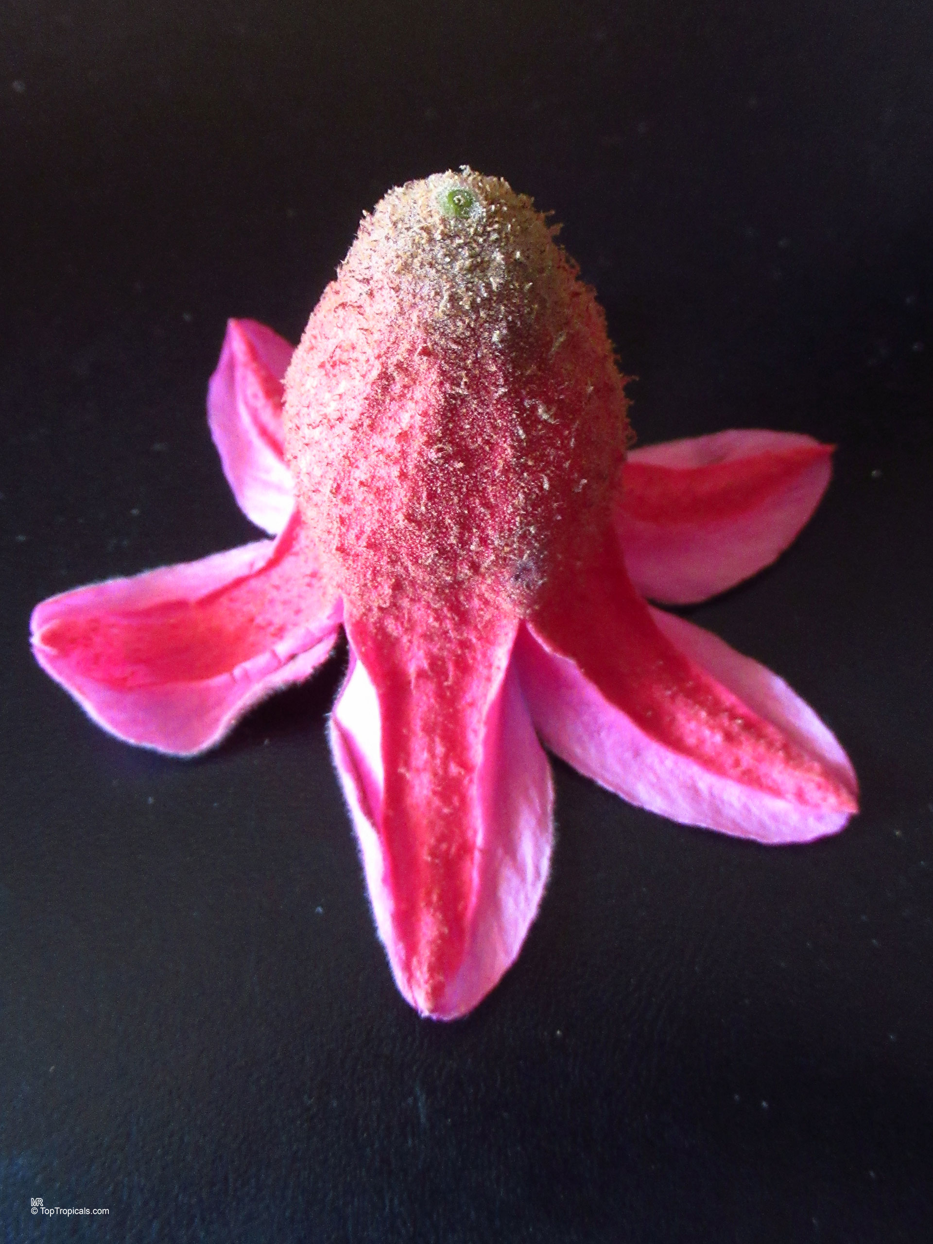 Brachychiton discolor (Lacebark Kurrajong) flower with pink petals sitting on a black surface. Brachychiton discolor (Lacebark Kurrajong) pink flower close up on a dark background.