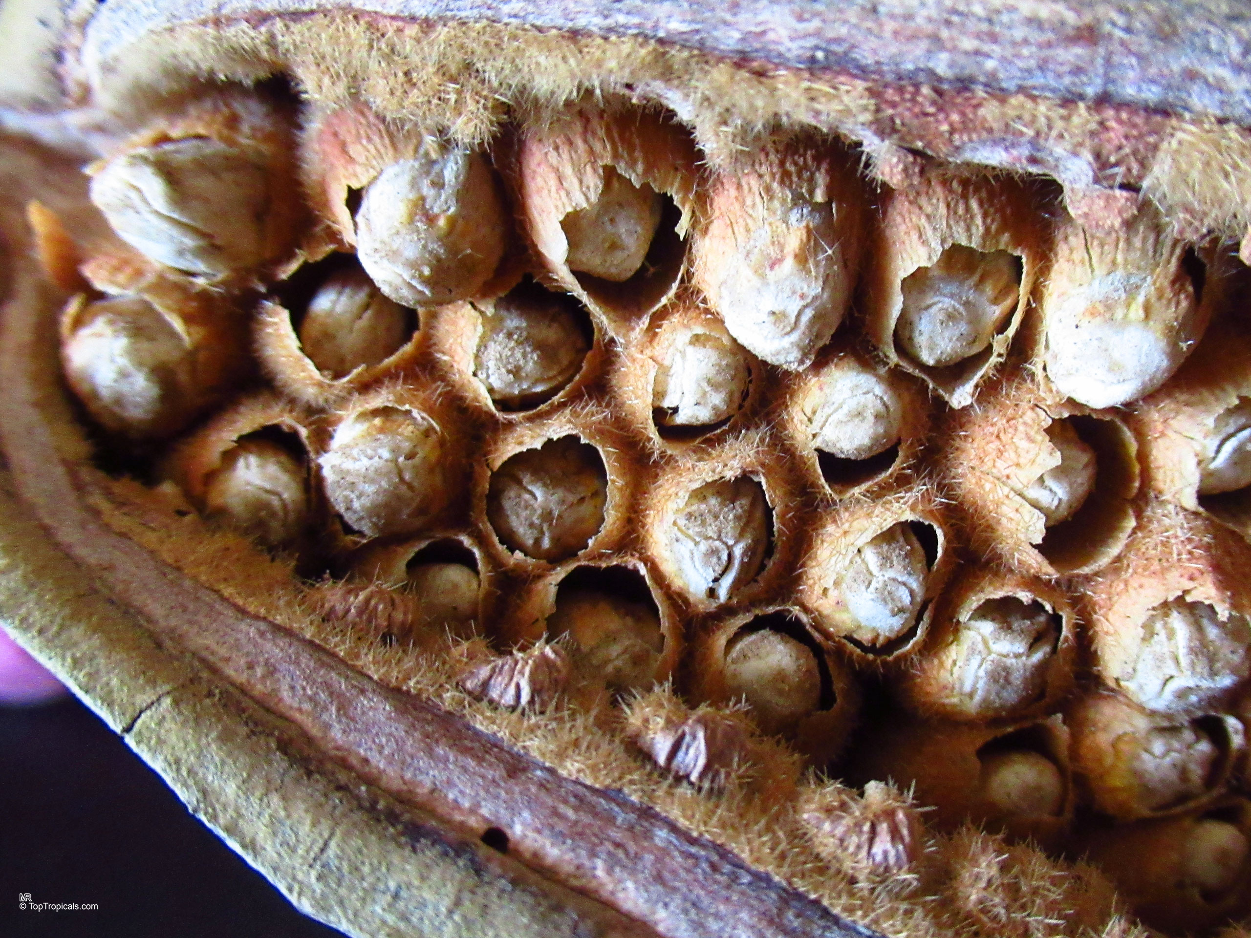 Brachychiton discolor (Lacebark Kurrajong) fruit with fuzzy brown pods holding rounded seeds inside Brachychiton discolor (Lacebark Kurrajong) brown fruit, close up with fuzzy golden texture inside pods