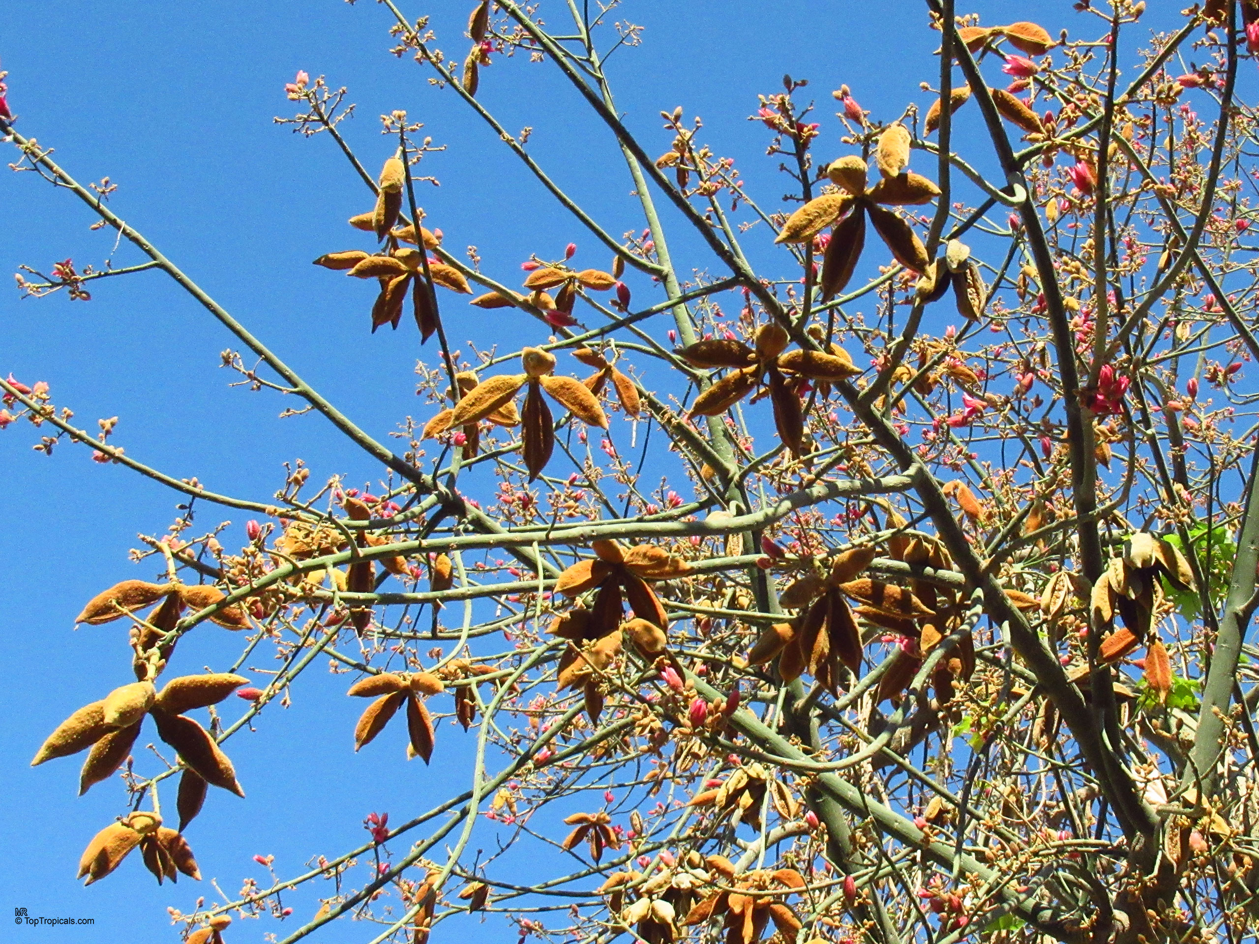 Brachychiton discolor (Lacebark Kurrajong) branches covered in velvety brown seed pods and small pink buds Brachychiton discolor (Lacebark Kurrajong) with brown fuzzy seed pods on branches against blue sky
