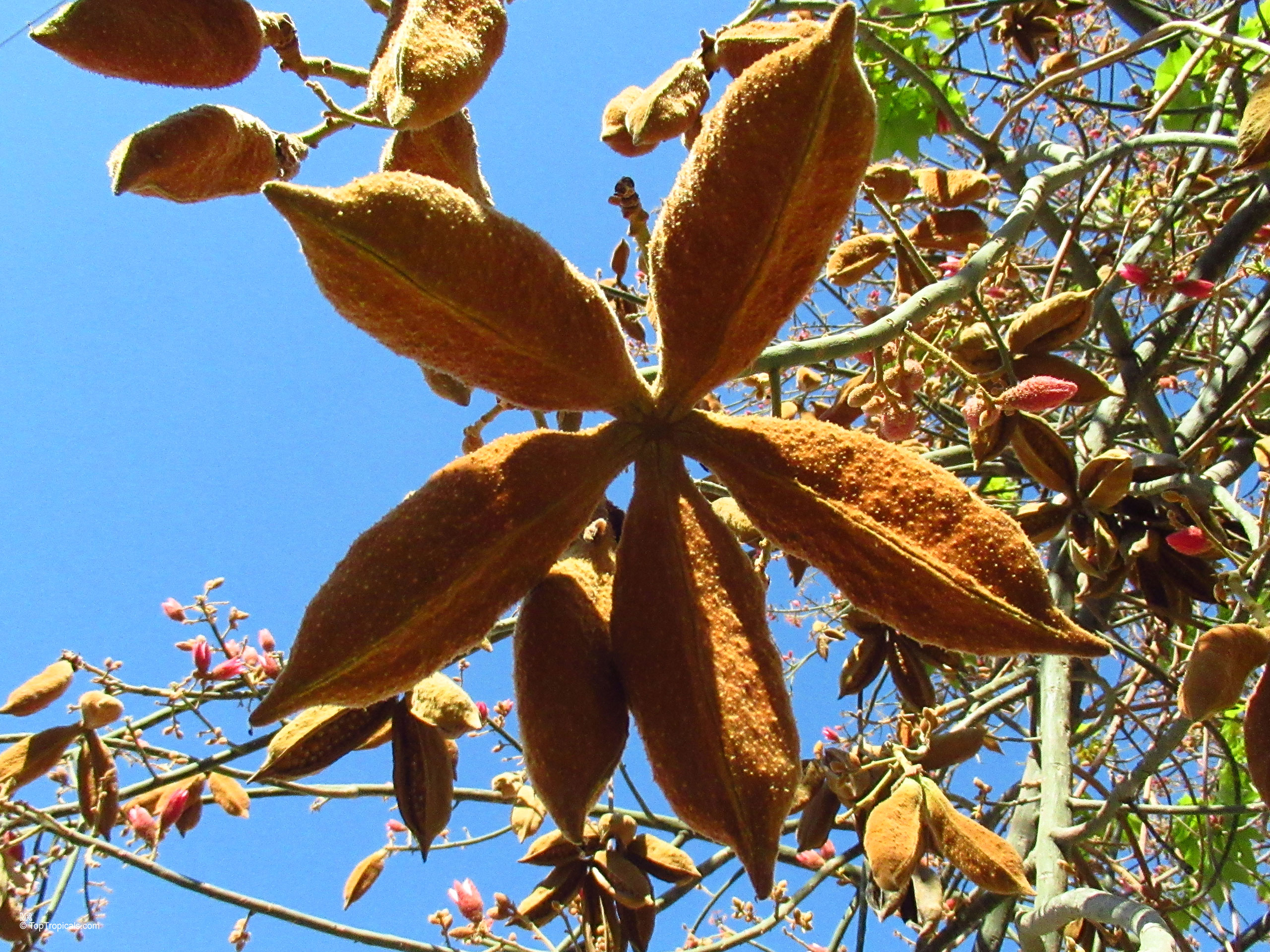 Brachychiton discolor (Lacebark Kurrajong) with textured brown fruit hanging from the tree branch. Brachychiton discolor (Lacebark Kurrajong) brown fuzzy fruit hanging from tree branch in close up.