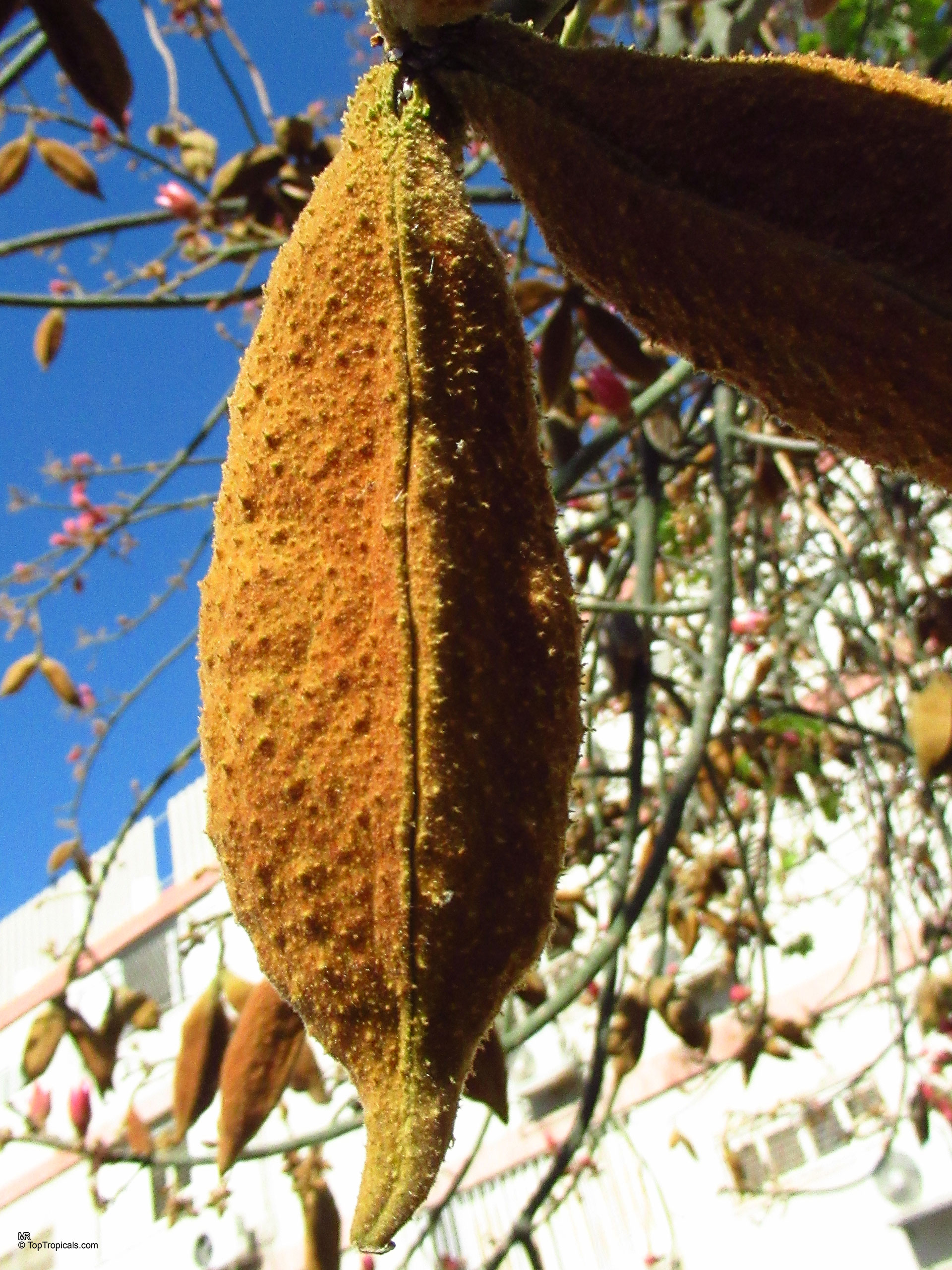 Brachychiton discolor (Lacebark Kurrajong) orange fruit dangling from thin tree branches under blue sky. Brachychiton discolor (Lacebark Kurrajong) orange fruit hanging from tree branches in a close up.