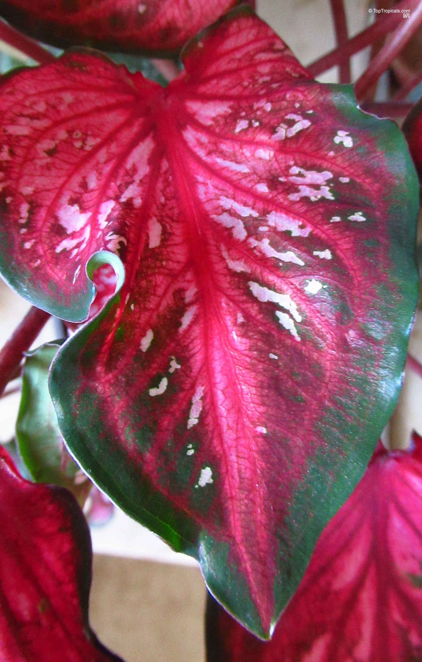 Caladium bicolor (Caladium) heart-shaped leaf with vibrant pink center, red veins, and green outer edges Caladium bicolor (Caladium) close up with vivid red, pink, and dark green heart-shaped leaves
