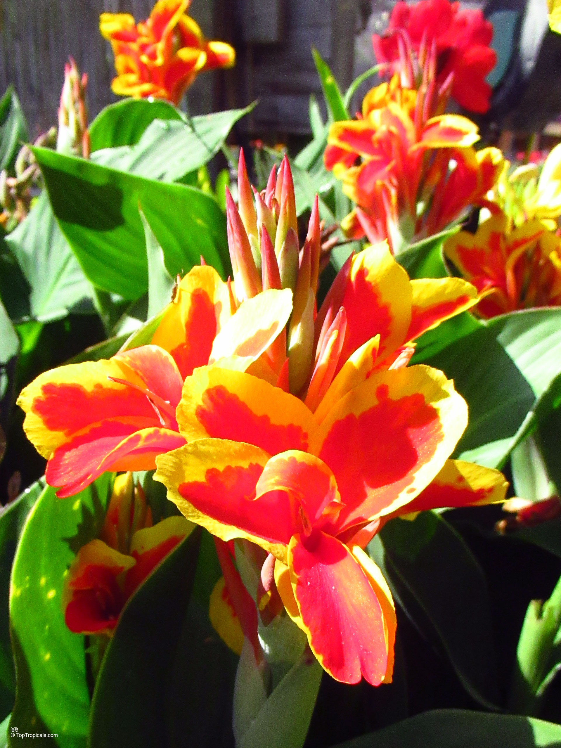 トップス canna. Canna sp. (Canna Lily) | Top Tropicals Plant Encyclopedia