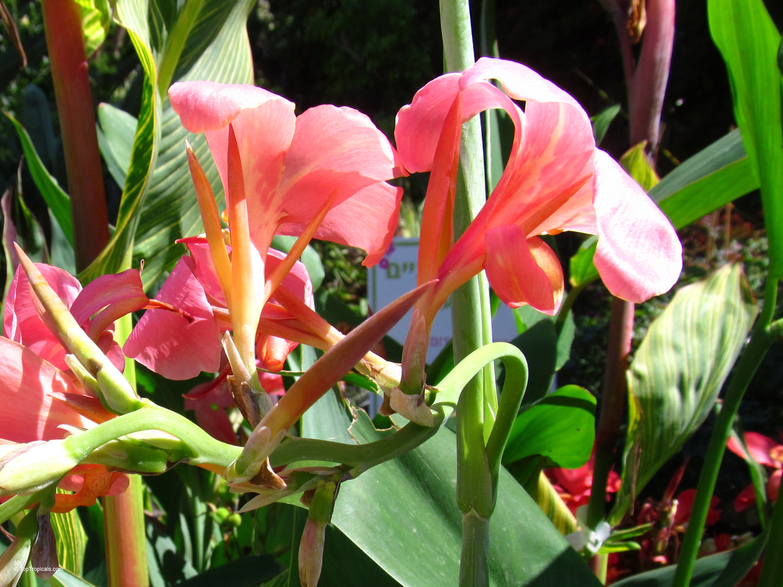 Canna 'Erebus' Canna glauca (Aquatic Canna) with salmon pink flower close up.