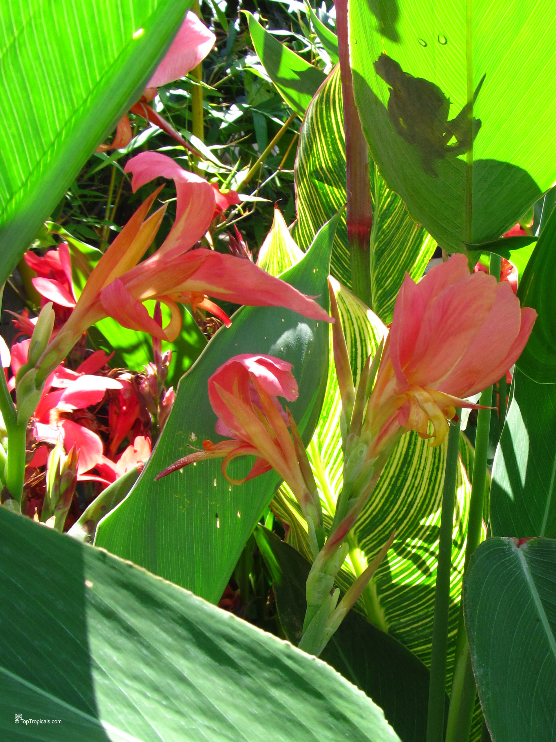 Canna glauca (Aquatic Canna) flower with orange pink petals surrounded by green striped leaves Canna glauca (Aquatic Canna) with orange pink flower and lush green leaves close up