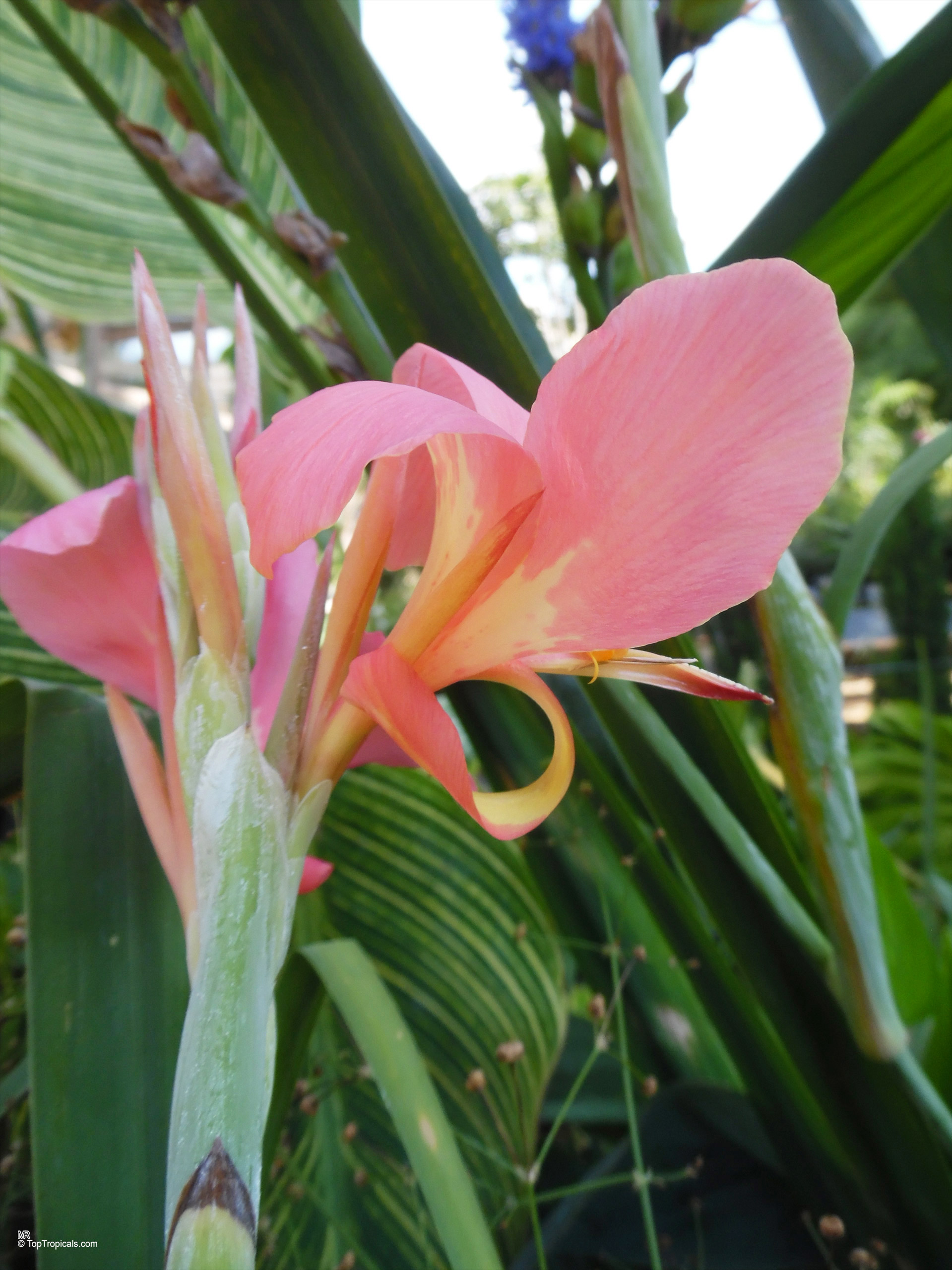 Canna 'Erebus' Canna glauca (Aquatic Canna) pink flower close up with long green leaves in the back