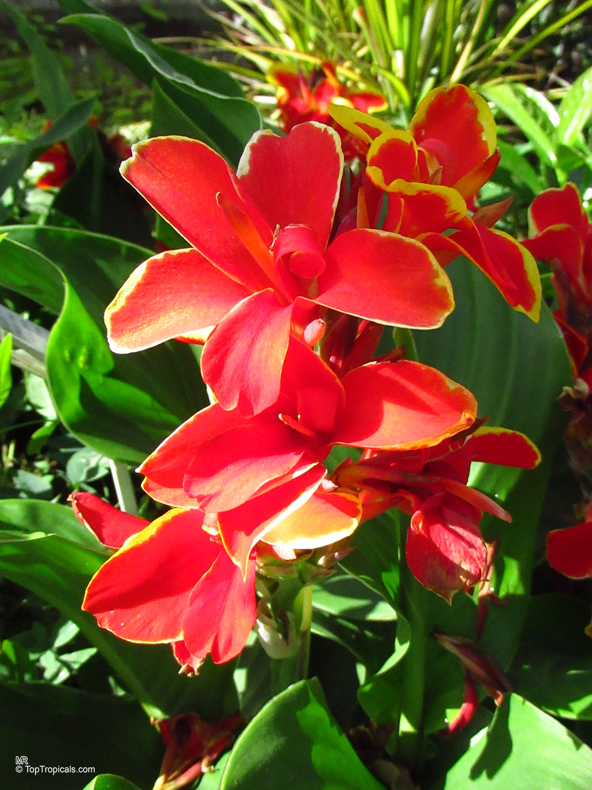 Dwarf Canna Canna sp. (Canna Lily) red and yellow flower close up for garden interest