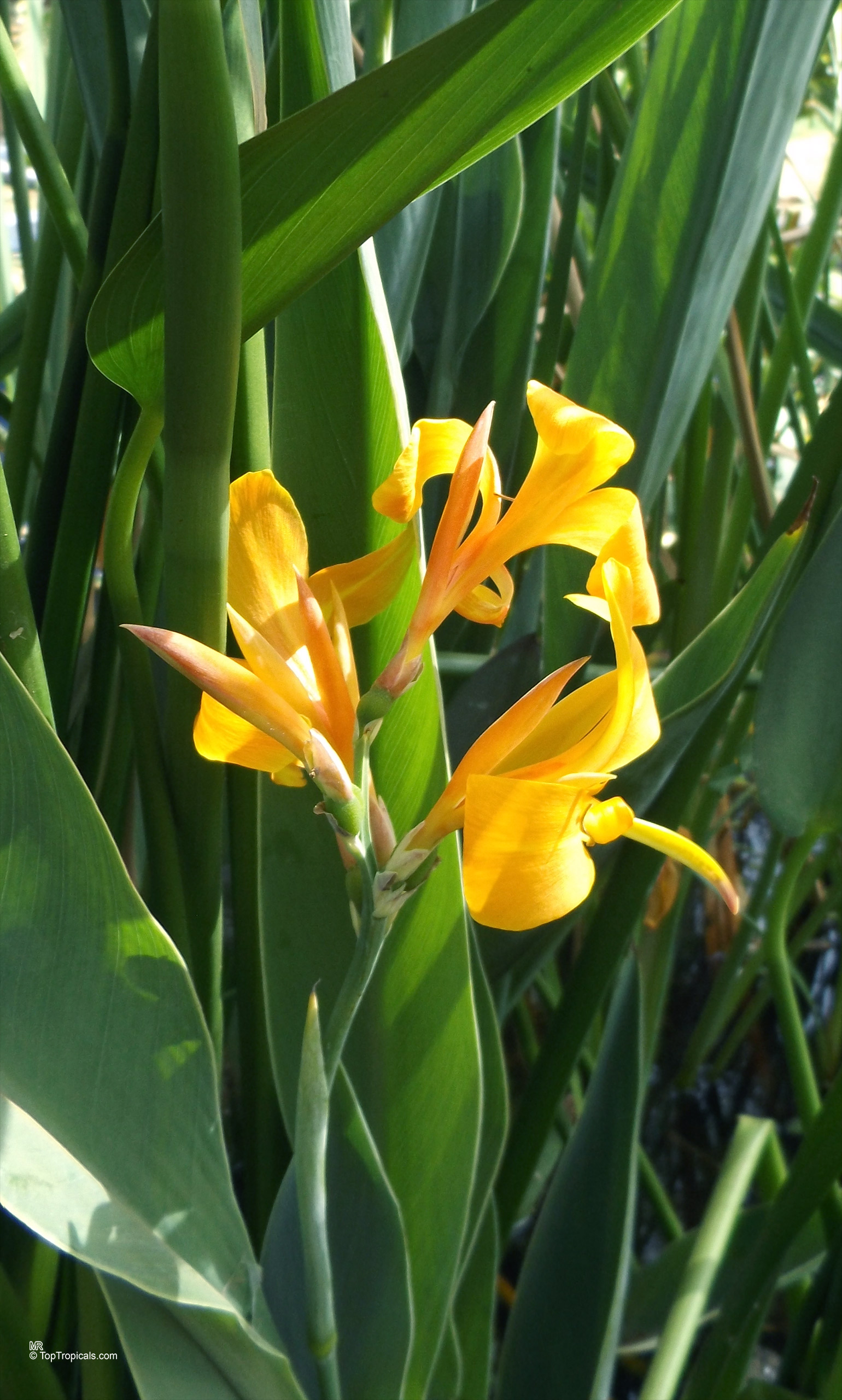 Canna glauca (Aquatic Canna) yellow flower rising from long green leaves on the plant. Canna glauca (Aquatic Canna) yellow flower, close up of petals against green leaves.