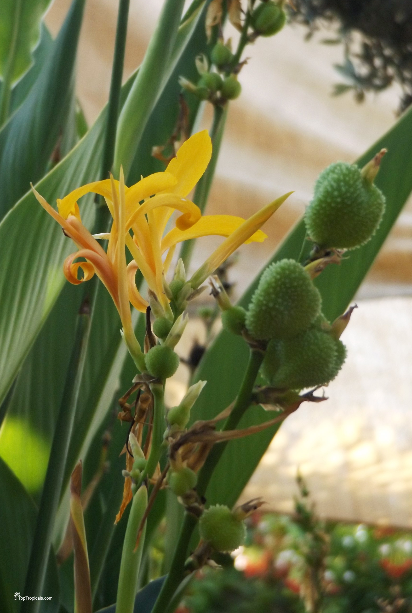 Canna glauca (Aquatic Canna) yellow flower with textured green seed pods on tall stalks. Canna glauca (Aquatic Canna) yellow flower and green bumpy seed pods close up.
