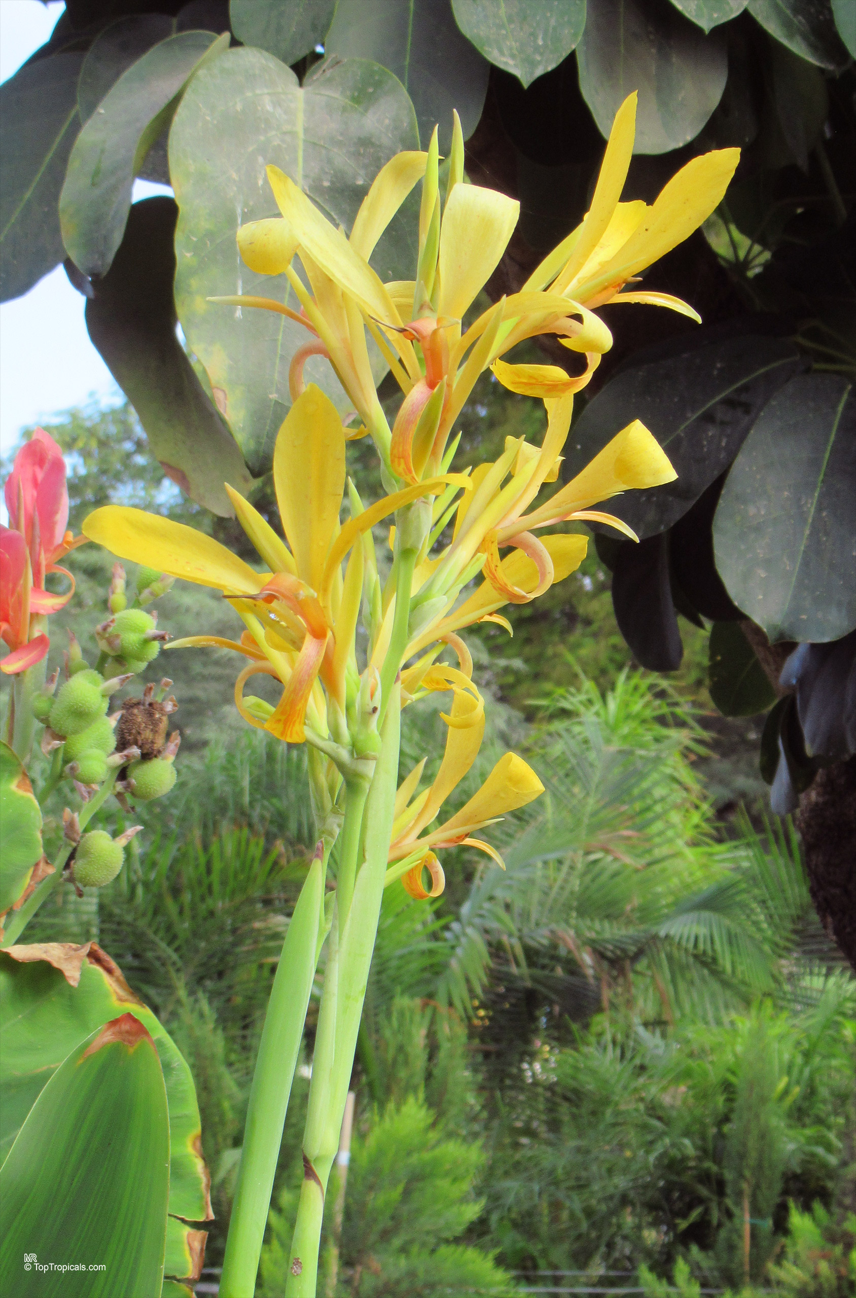 Canna glauca (Aquatic Canna) yellow flower with slender petals reaching upward towards the sky. Canna glauca (Aquatic Canna) yellow flower, close up of the petals on the plant