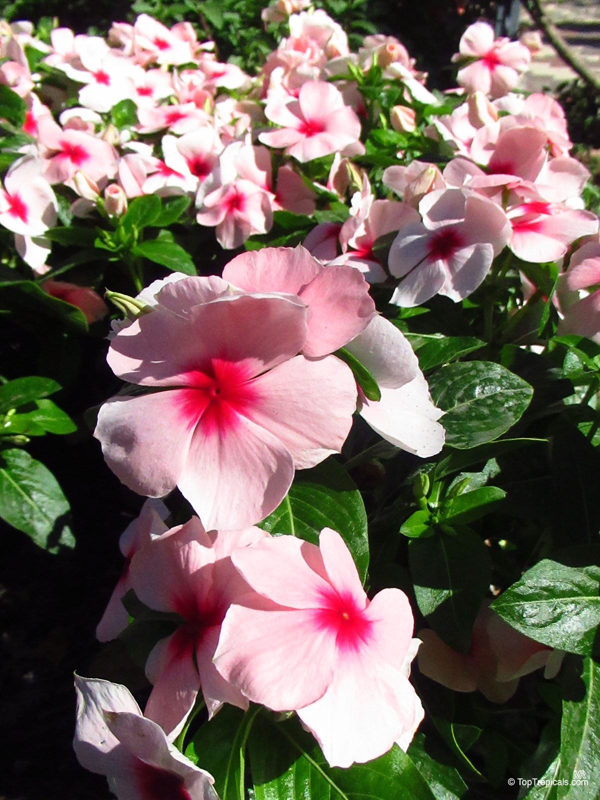 Catharanthus roseus (Madagascar Periwinkle) with rounded light pink petals and dark red centers. Catharanthus roseus (Madagascar Periwinkle) with soft pink flowers, close up of many petals.