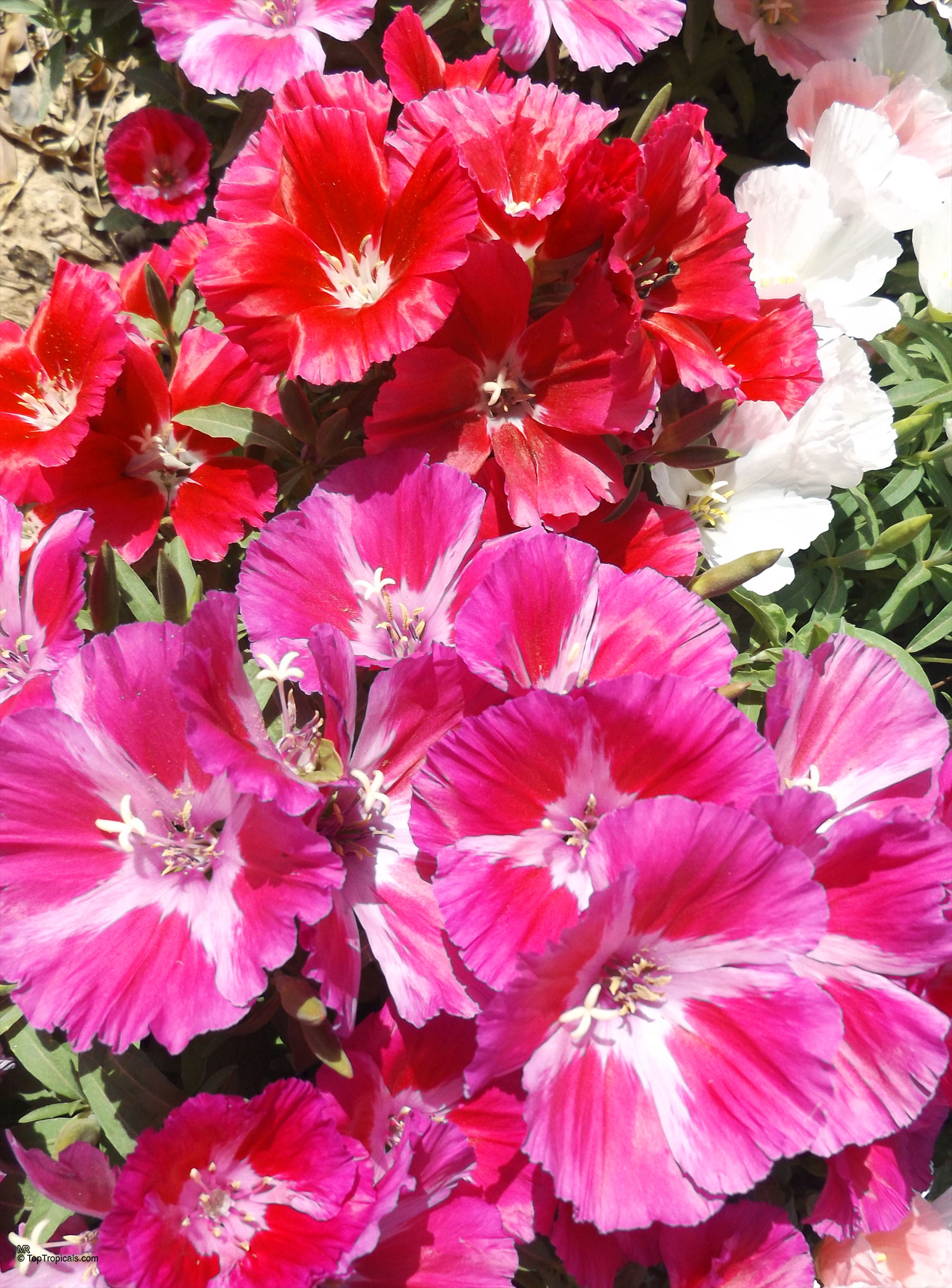 Clarkia amoena (Atlasflower) with clusters of multi-colored red, pink, and white flower petals. Clarkia amoena (Atlasflower) with vibrant red and pink flower petals in a close up.