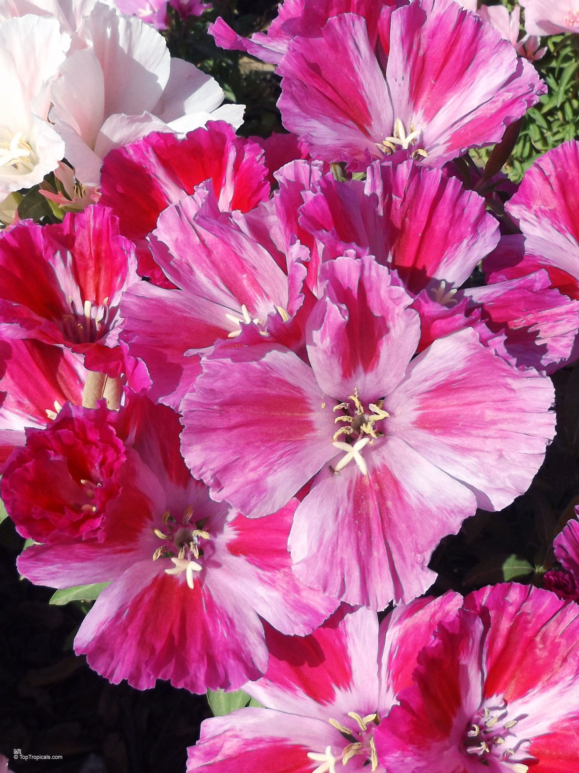 Clarkia amoena (Atlasflower) with vibrant pink and white petals open to the sunlight. Clarkia amoena (Atlasflower) close up pink and white flower with rounded petal edges.
