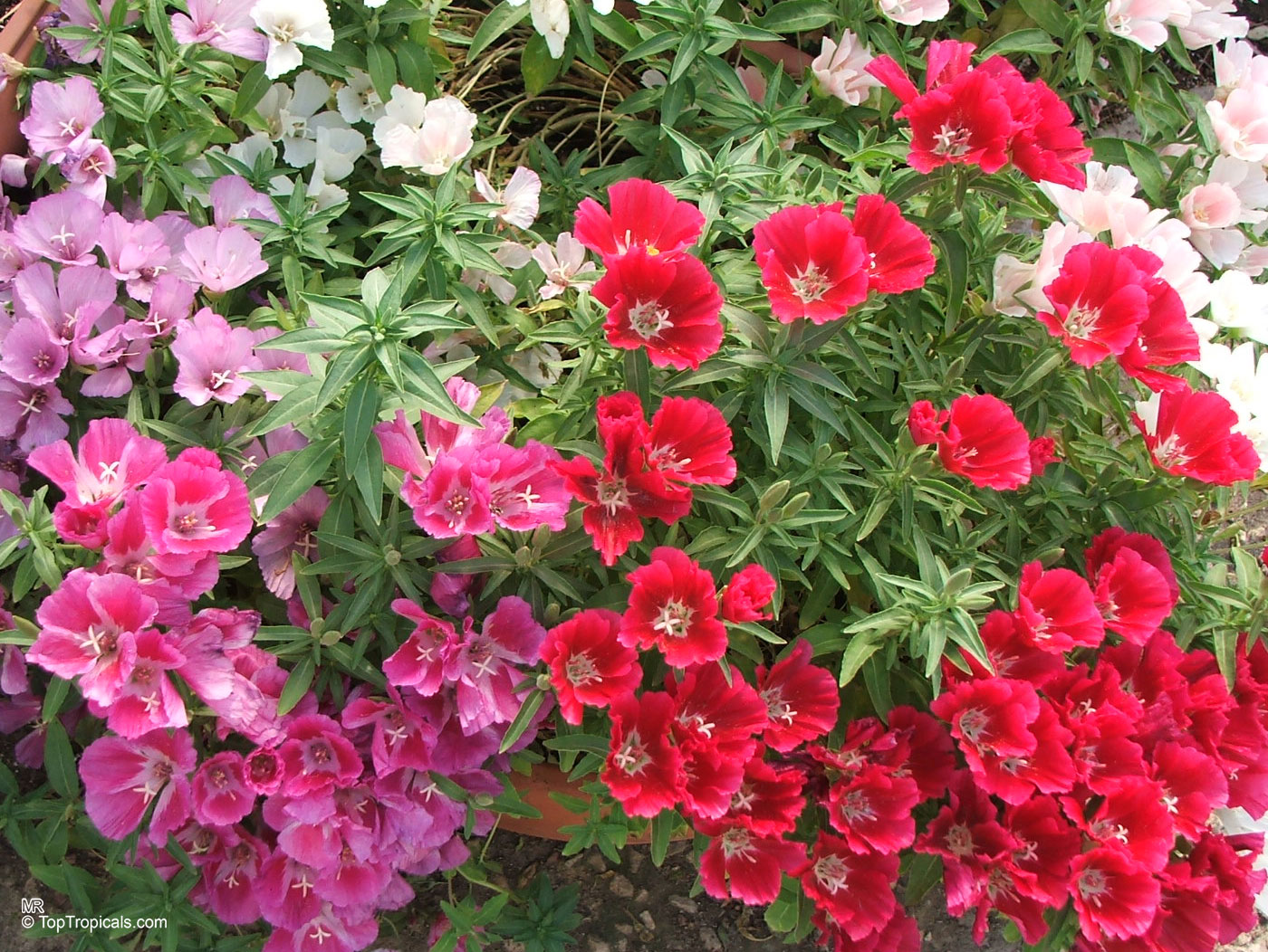 Clarkia amoena (Atlasflower) clusters with deep red and soft pink petals among narrow green foliage. Clarkia amoena (Atlasflower) plant with vibrant red and pink flower clusters in a container.