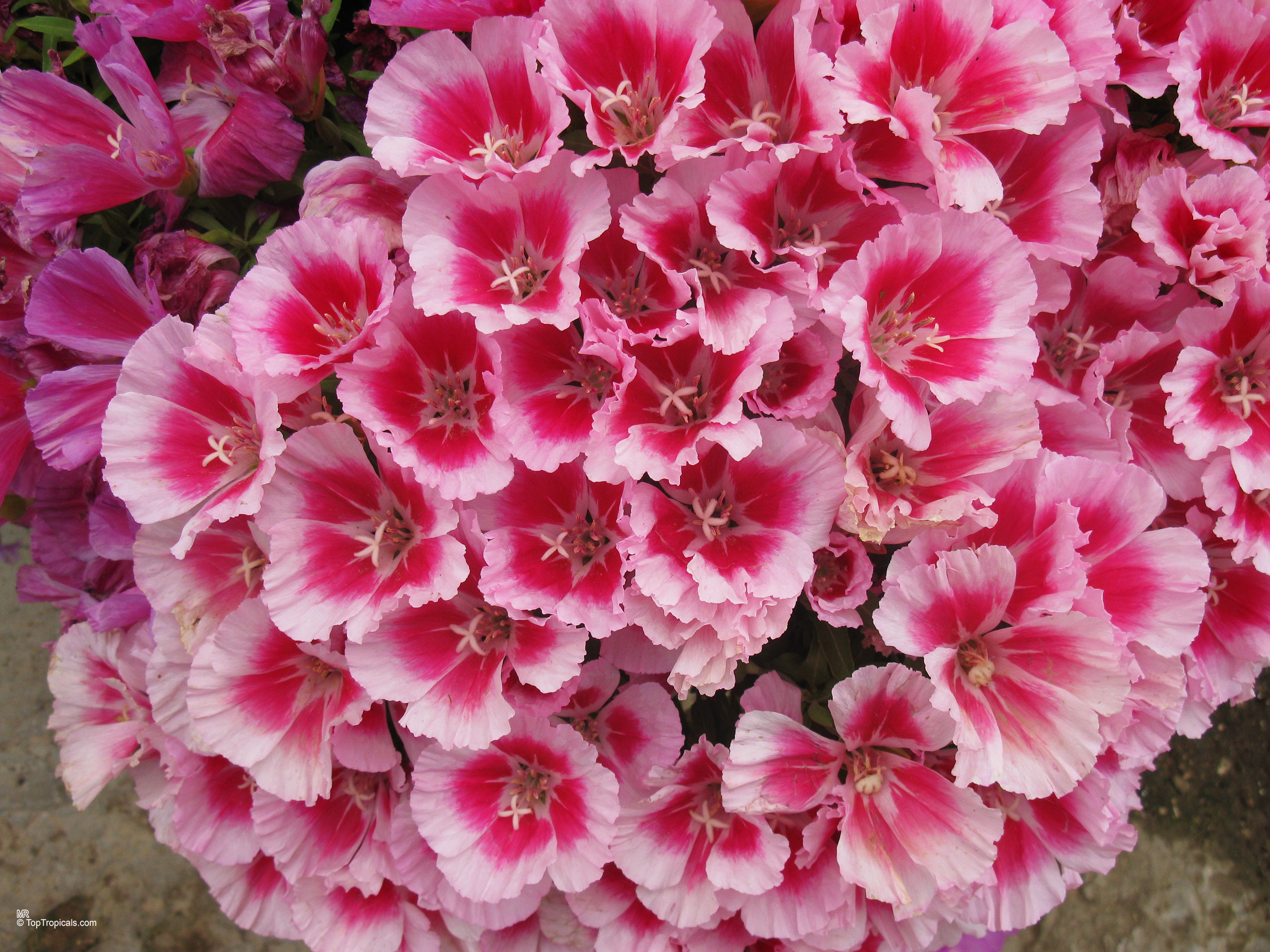 Clarkia amoena (Atlasflower) flower cluster with soft pink petals and deep magenta centers. Clarkia amoena (Atlasflower) with pink and magenta flower petals in a close up image.