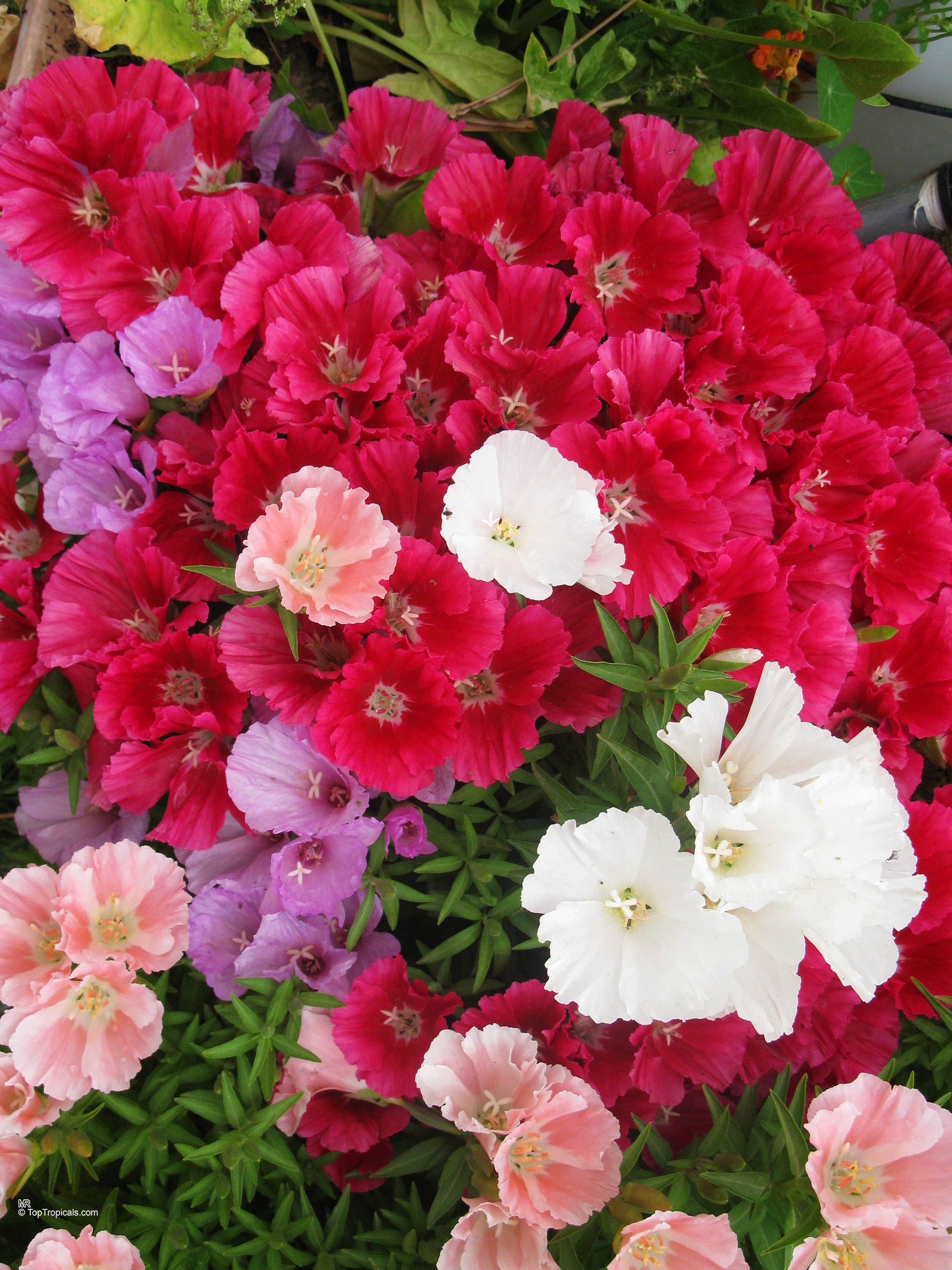 Clarkia amoena (Atlasflower) with many layered pink, purple, and white flower heads in abundance Clarkia amoena (Atlasflower) with deep pink and white flowers in a close up photo
