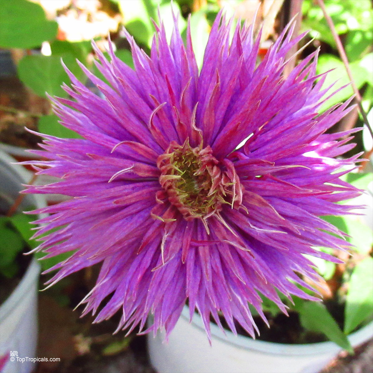 Clematis sp. (Clematis) purple flower with thin pointed petals and yellow center in a pot. Clematis sp. (Clematis) purple flower close up with many thin petals and yellow center.