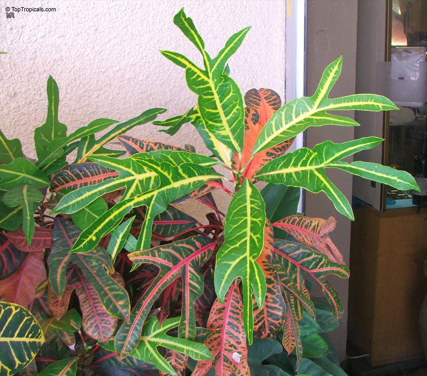 Codiaeum variegatum, Croton Codiaeum variegatum, Croton