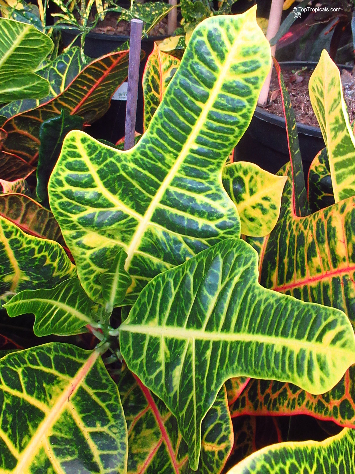 Codiaeum variegatum, Croton Codiaeum variegatum, Croton