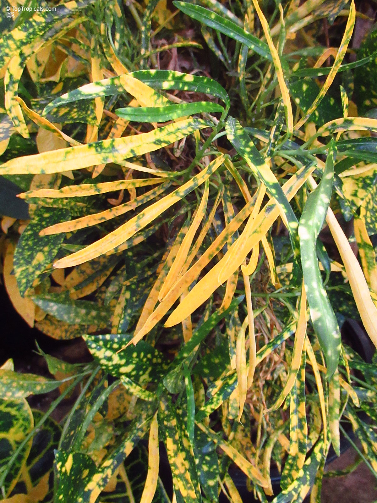 Codiaeum variegatum, Croton. Codiaeum variegatum Gold Star Codiaeum variegatum, Croton. Codiaeum variegatum Gold Star