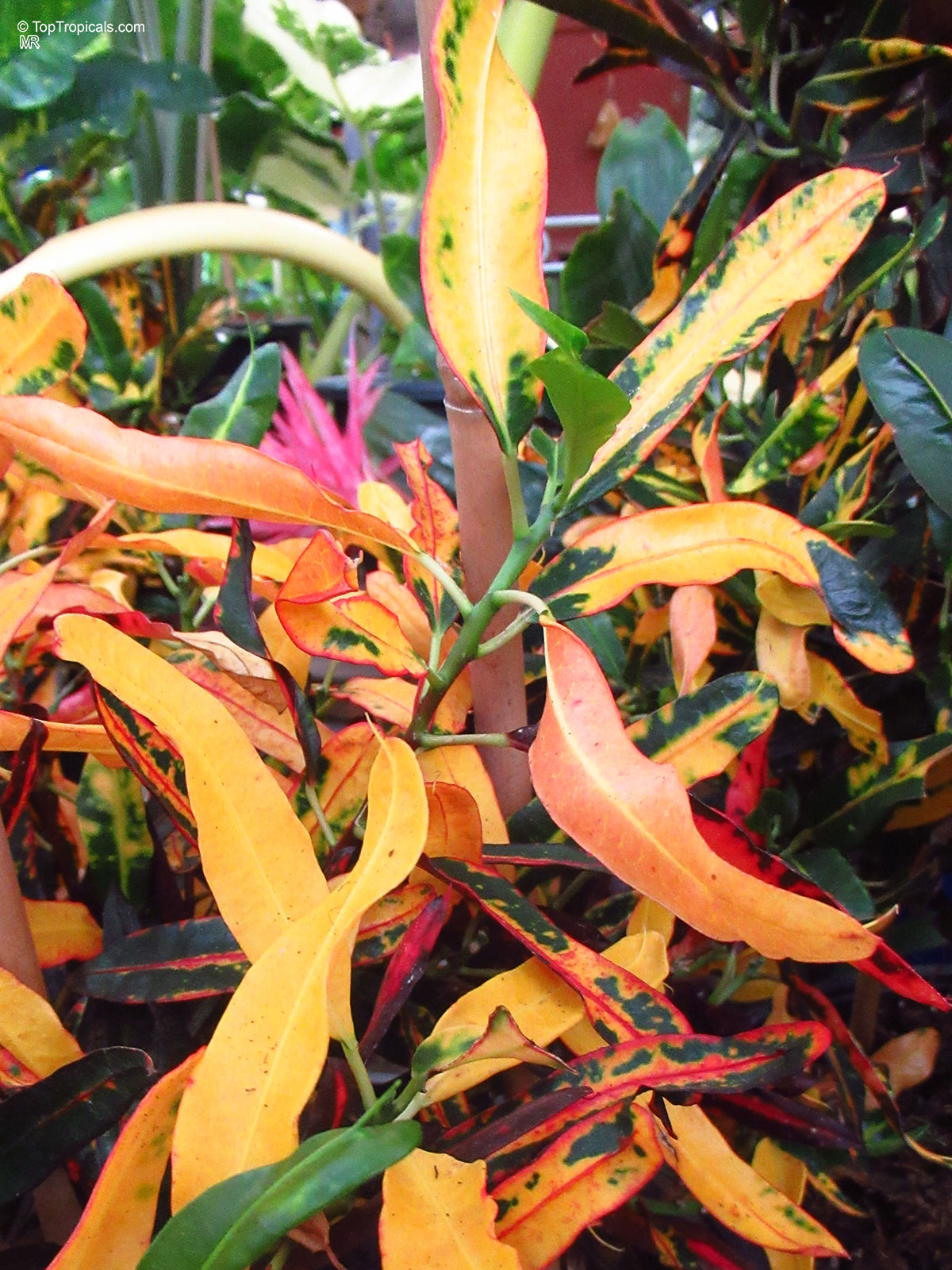 Codiaeum variegatum, Croton Codiaeum variegatum, Croton