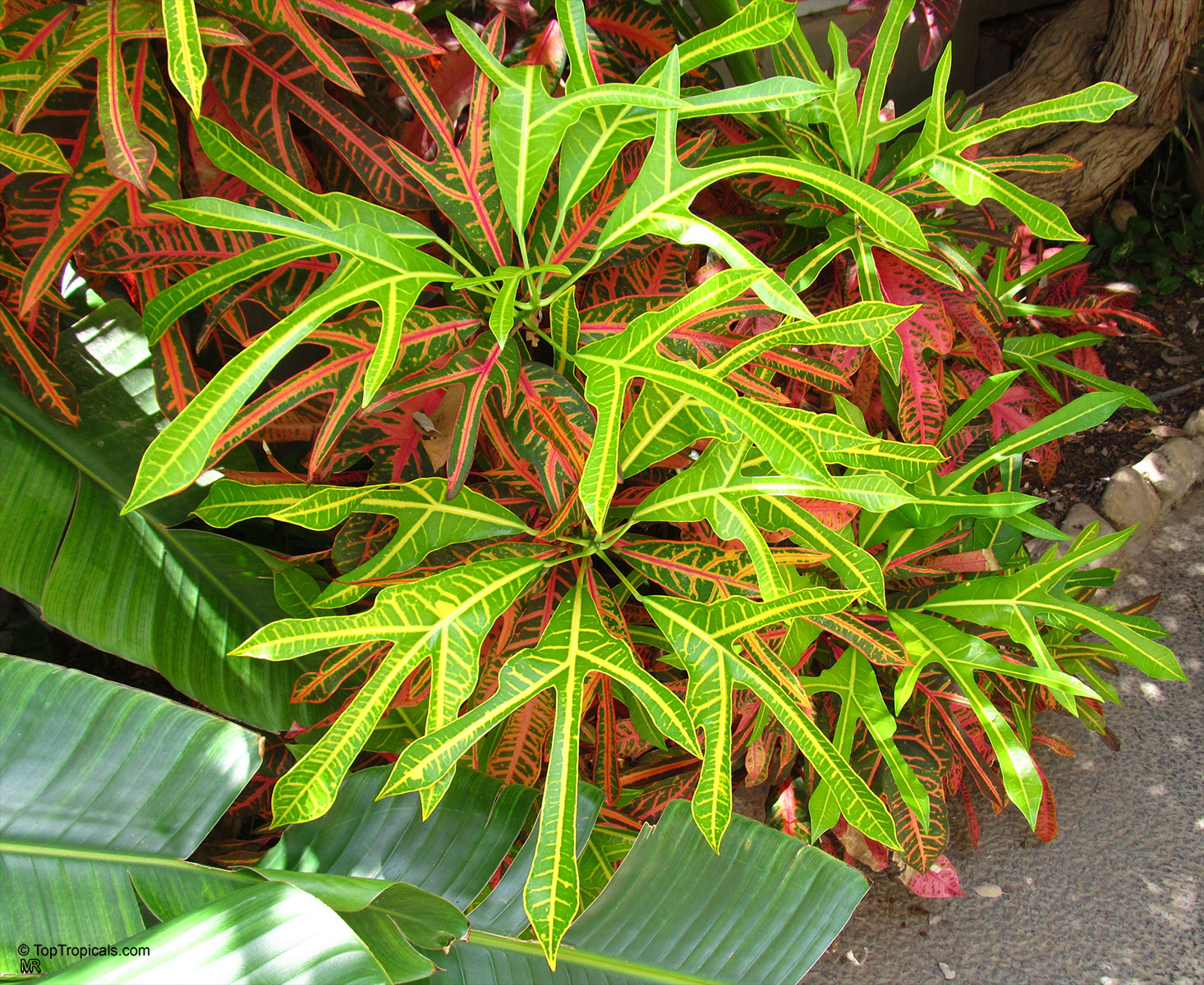 Codiaeum variegatum, Croton Codiaeum variegatum, Croton