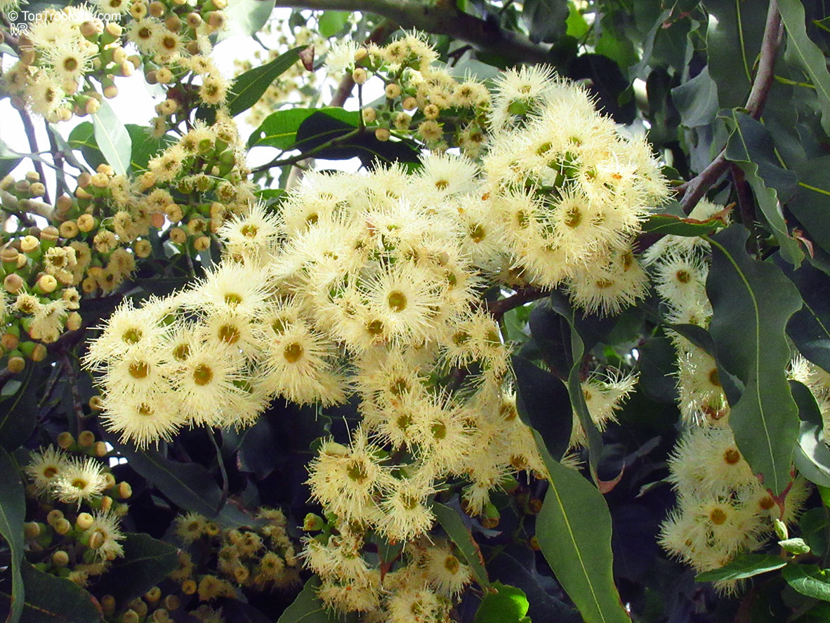 Corymbia torelliana, Eucalyptus torelliana, Cadaga, Cadaghi, Gumtree, Torell&apos;s Eucalyptus