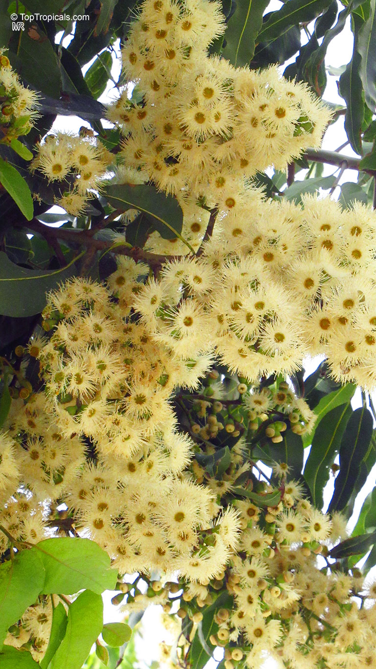 Corymbia torelliana, Eucalyptus torelliana, Cadaga, Cadaghi, Gumtree, Torell&apos;s Eucalyptus